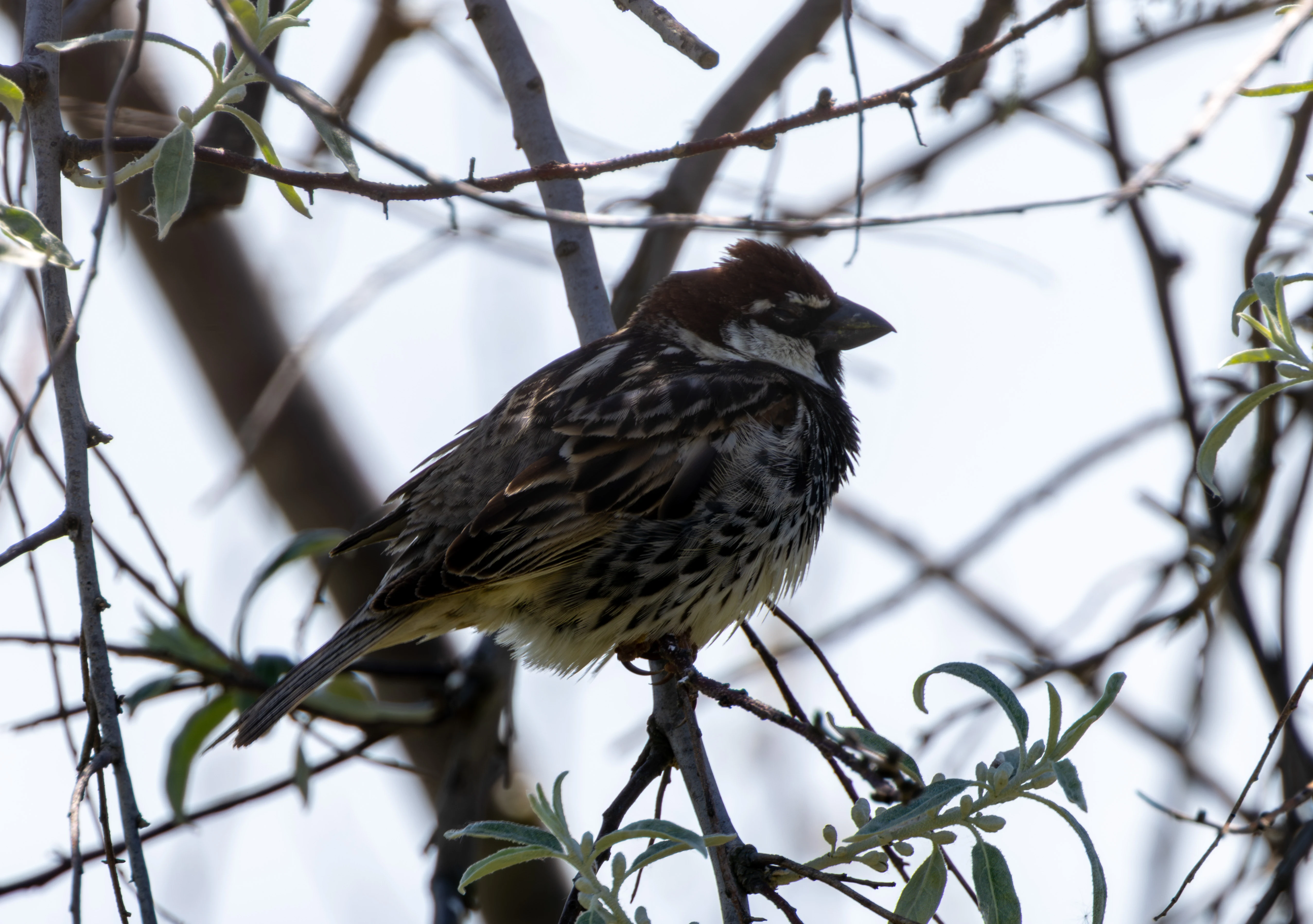 Spanish Sparrow, Dobruja, Romania — photo by Adam Prugel-Bennett