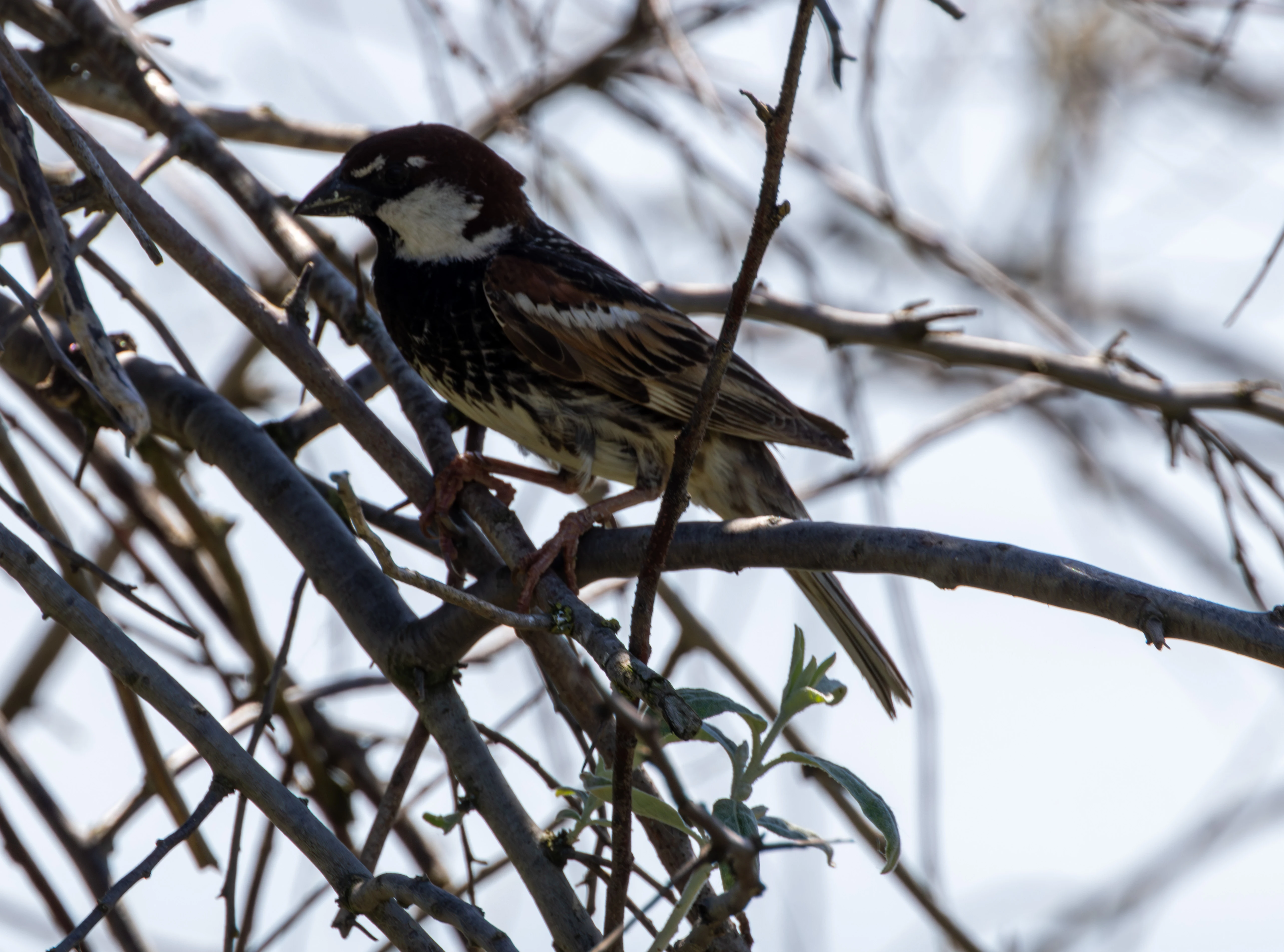 Spanish Sparrow, Dobruja, Romania — photo by Adam Prugel-Bennett