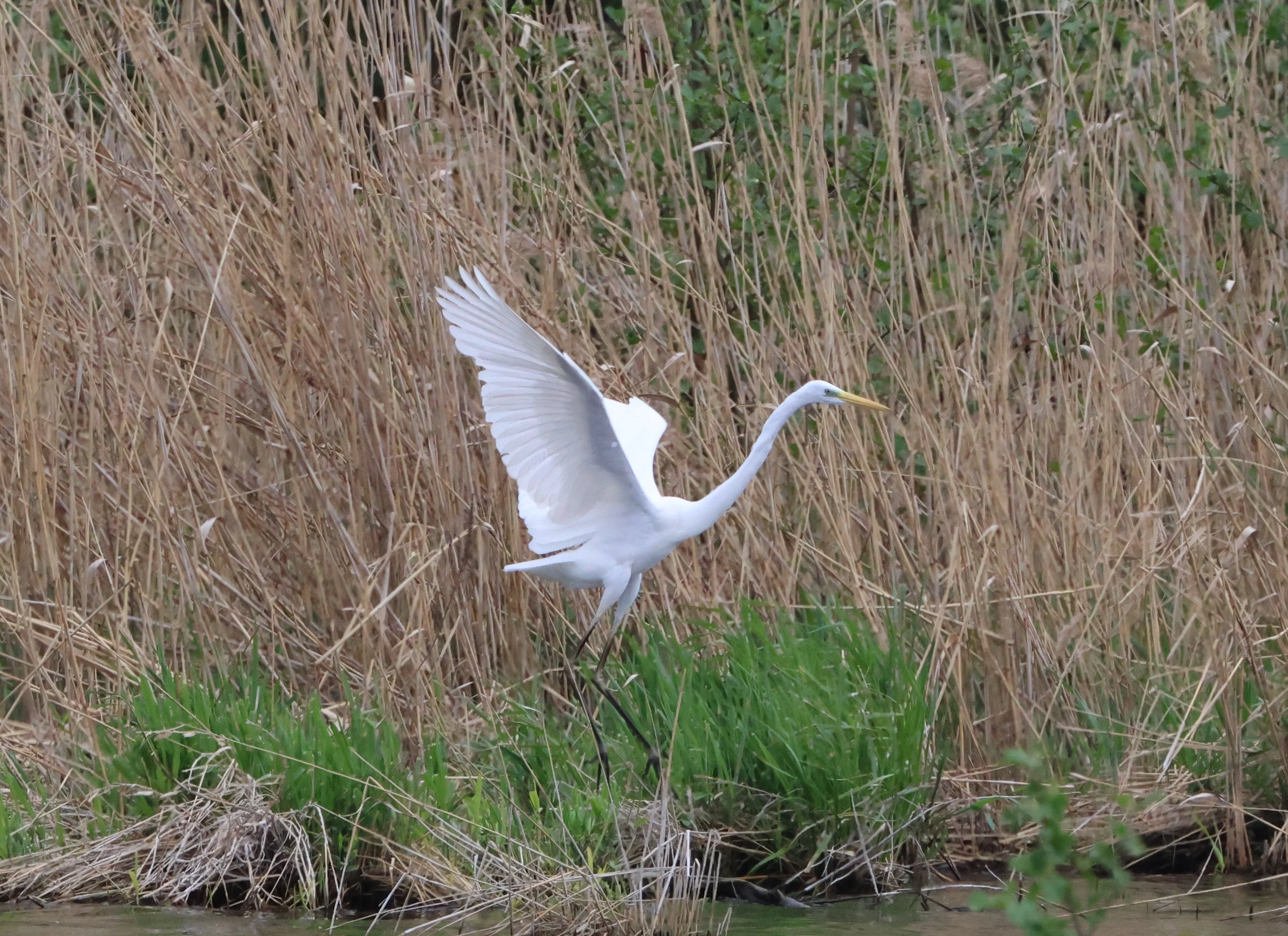 Great white Egret, Berlin, Brandenburg, Germany — photo by Adam Prugel-Bennett