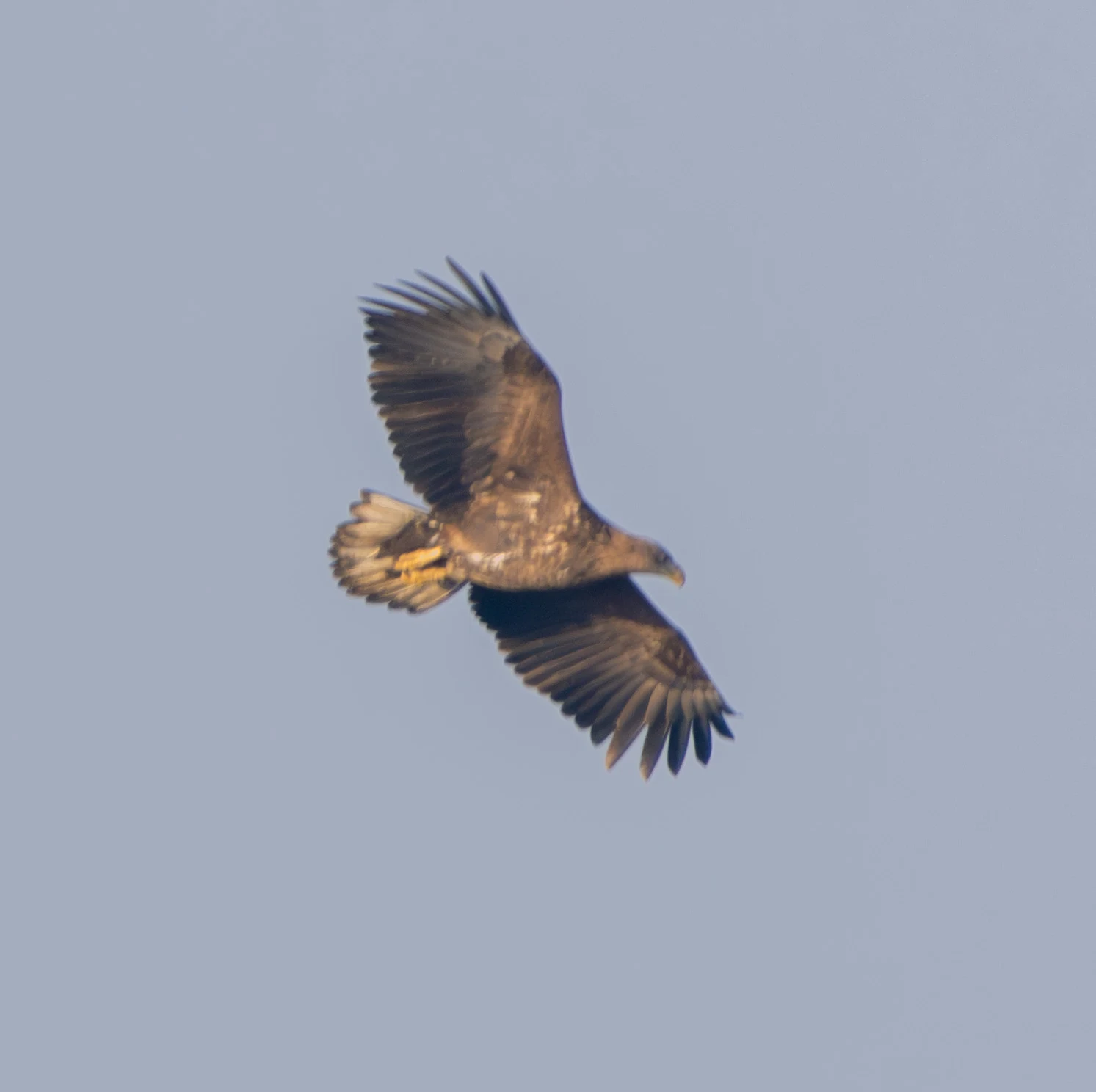 Juvenile Bald Eagle, Oostvaardersplassen, Flavoland, Netherlands — photo by Adam Prugel-Bennett