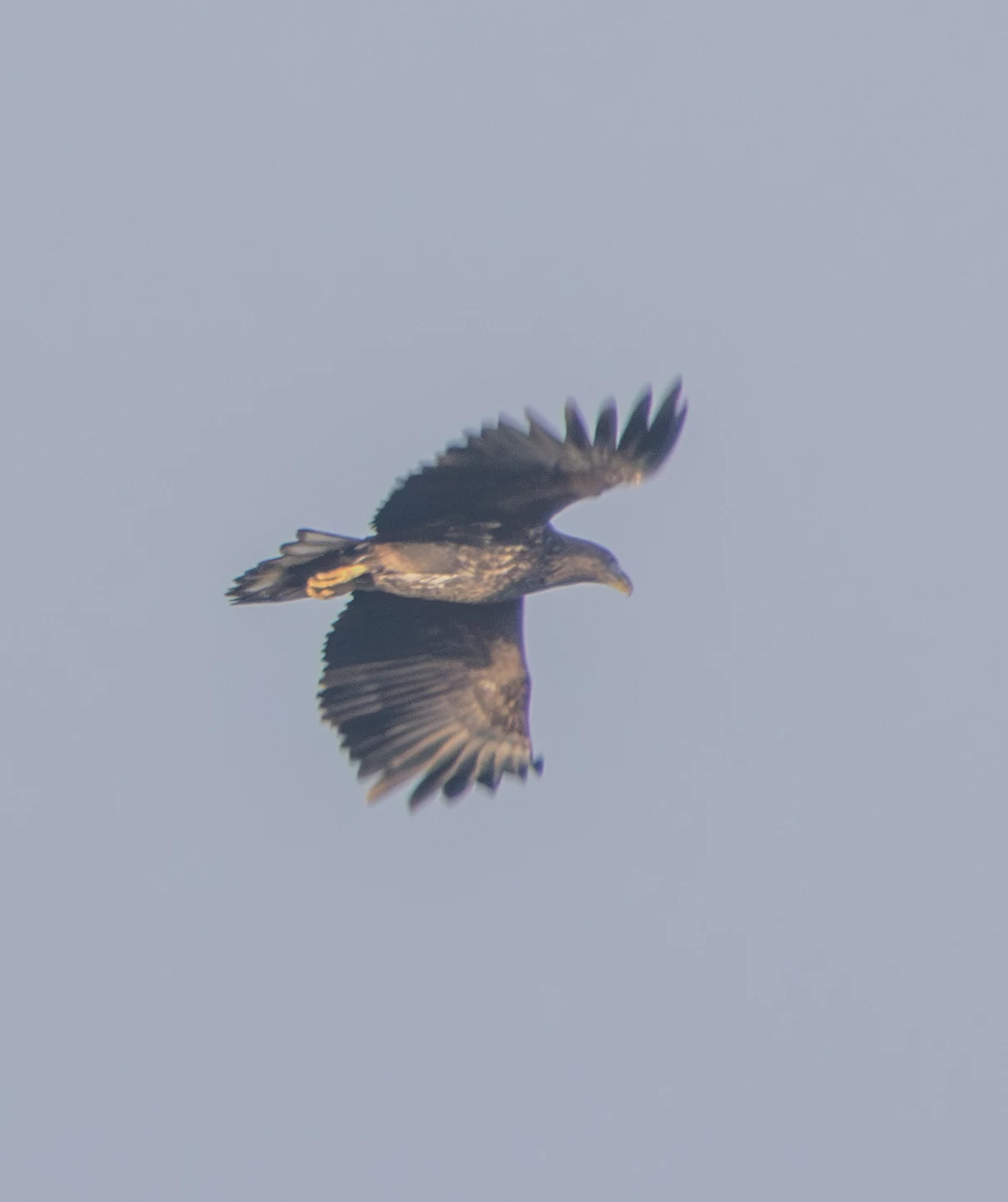Juvenile White-tailed Eagle, Oostvaardersplassen, Flavoland, Netherlands — photo by Adam Prugel-Bennett