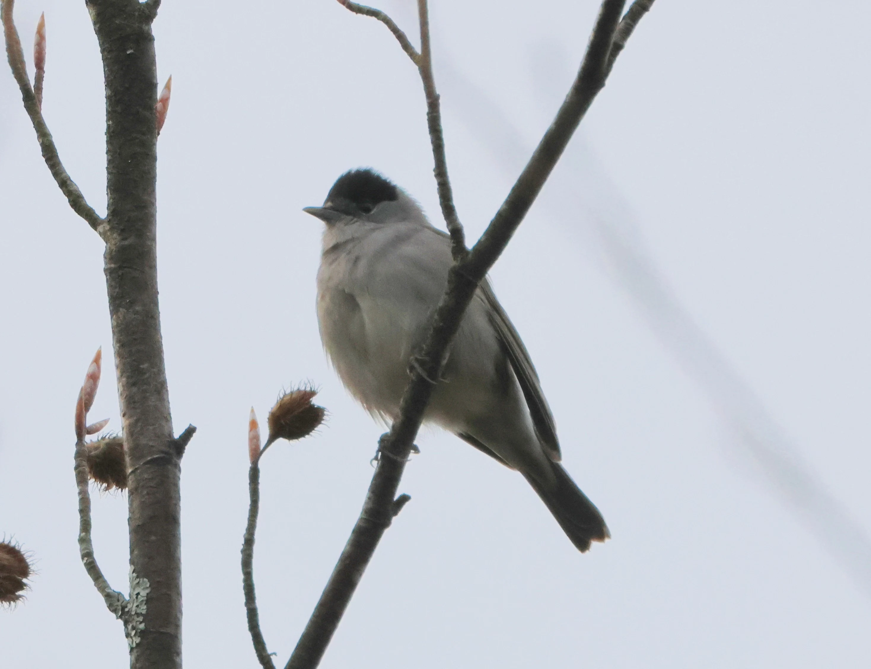Blackcap, Acres Down, Minstead, New Forest, UK — photo by Adam Prugel-Bennett