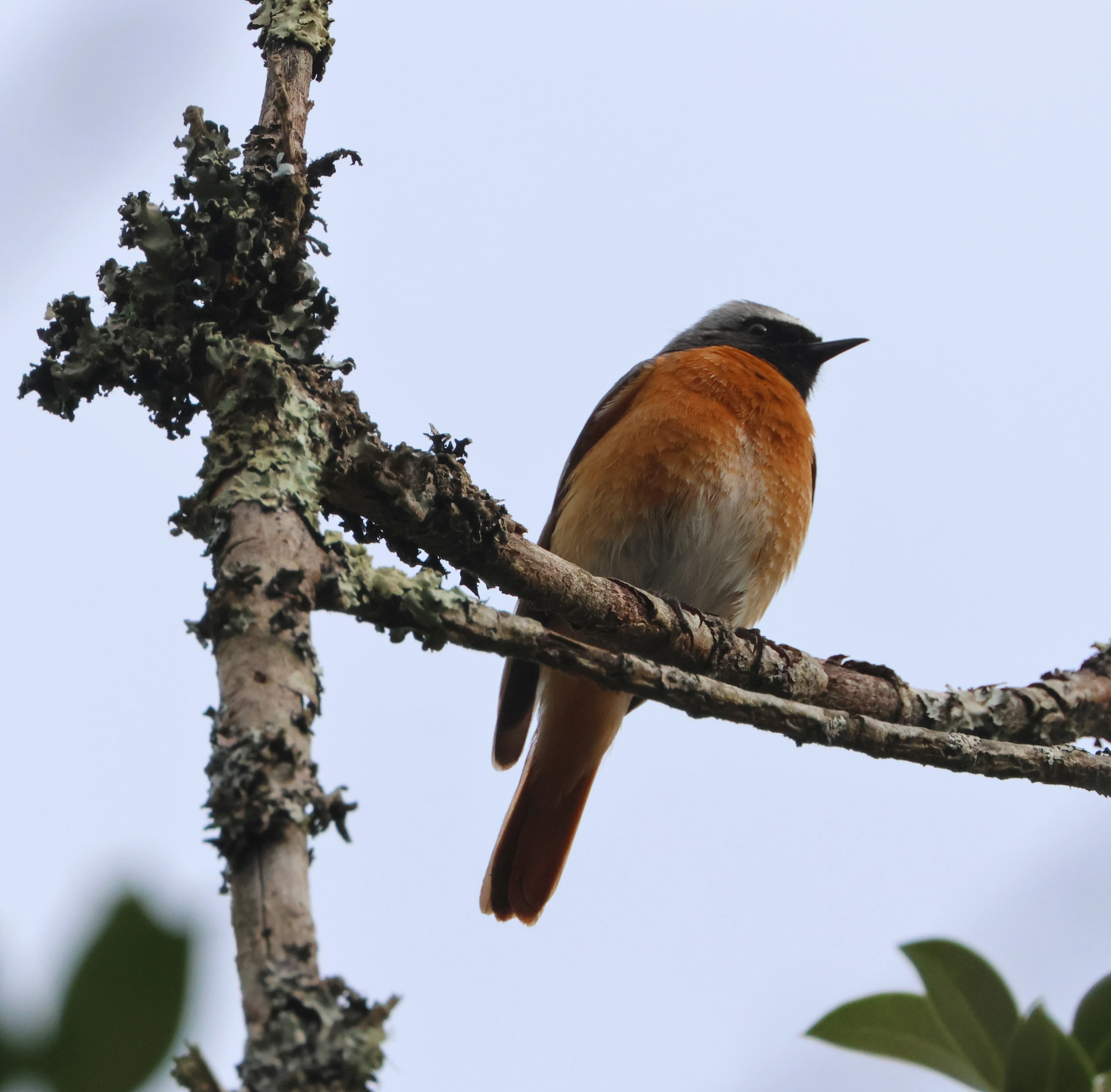 Common redstart, Acres Down, Minstead, New Forest, UK — photo by Adam Prugel-Bennett