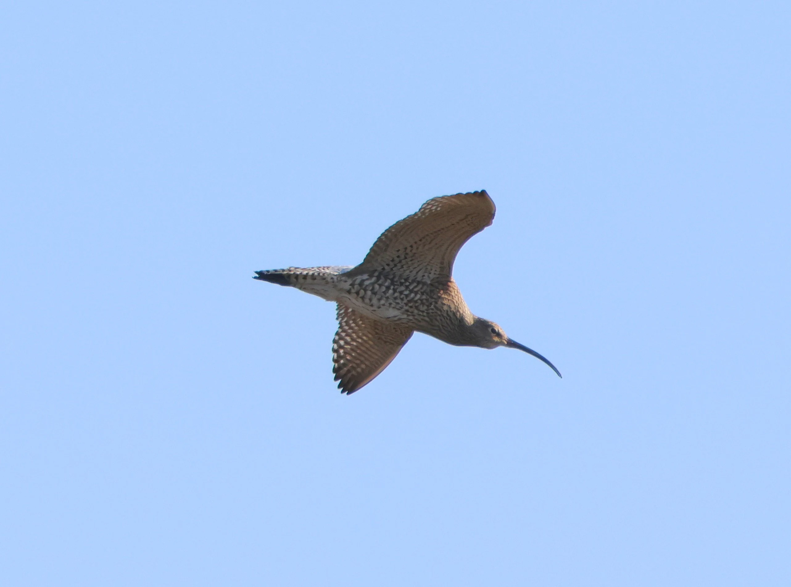 Curlew in flight, Beaulieu Road Station, New Forest, UK — photo by Adam Prugel-Bennett