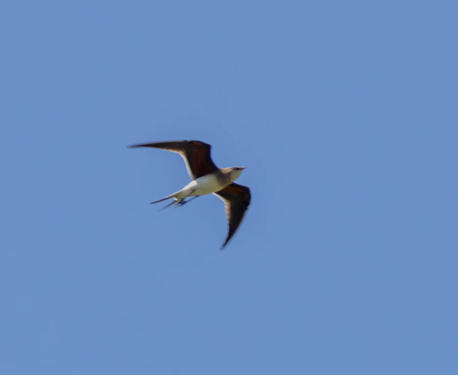 Collared Pratincole, Dobruja, Romania — photo by Adam Prugel-Bennett