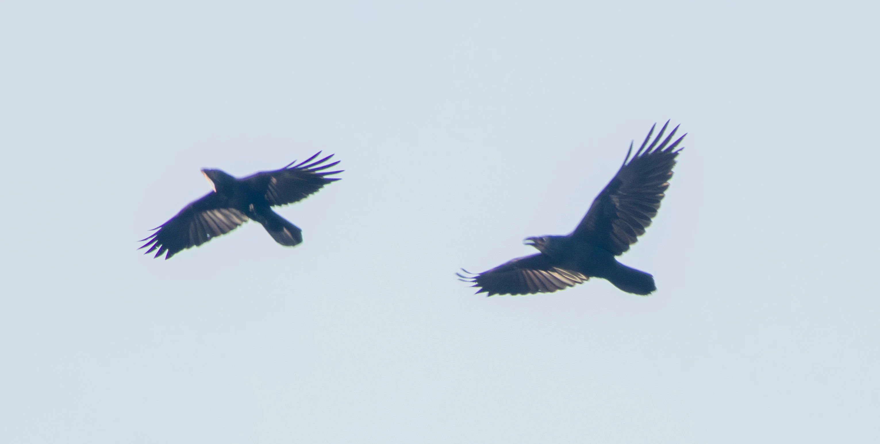 Common Raven, Oostvaardersplassen, Flavoland, Netherlands — photo by Adam Prugel-Bennett
