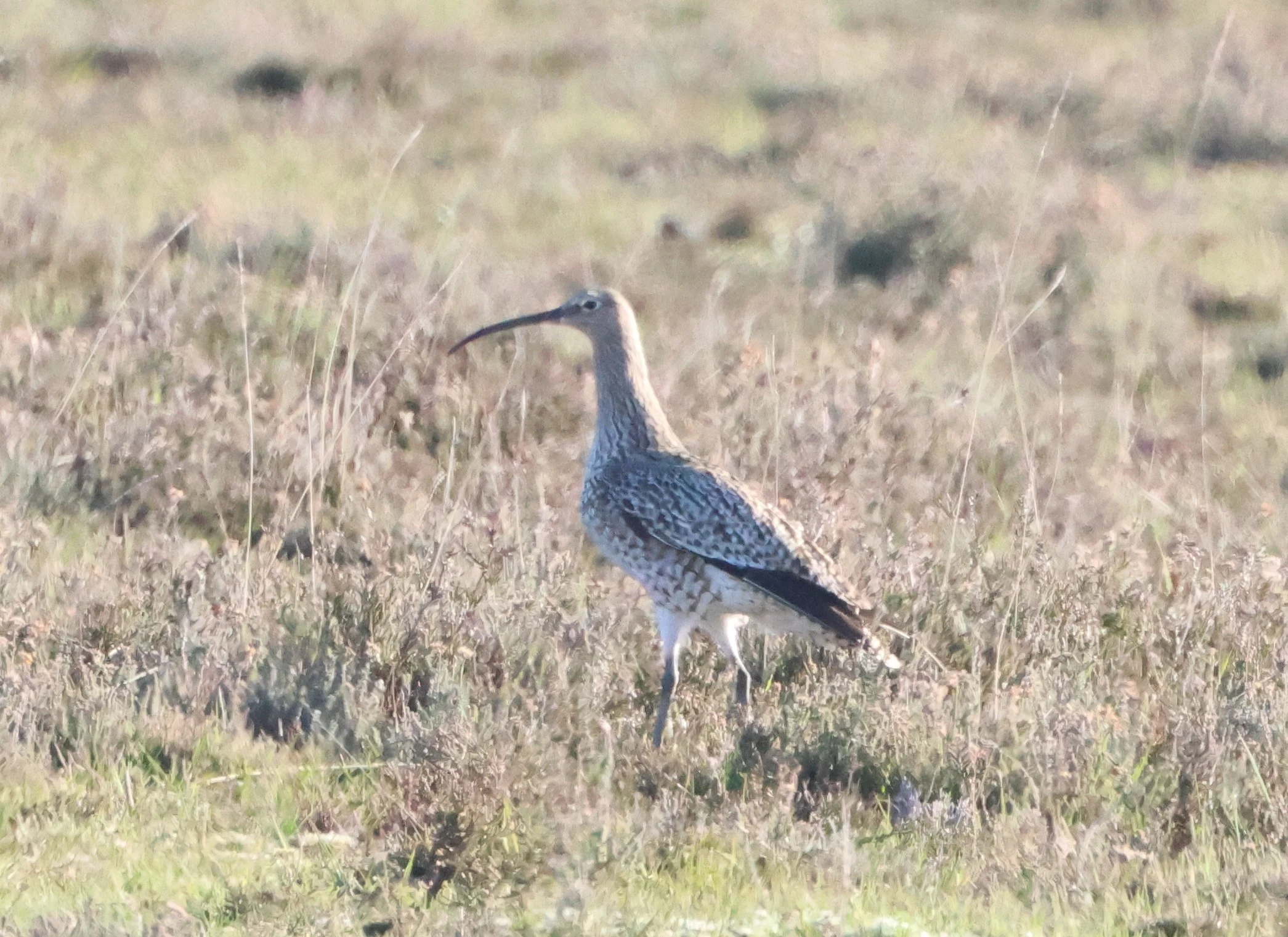 Curlew, Beaulieu Road Station, New Forest, UK — photo by Adam Prugel-Bennett