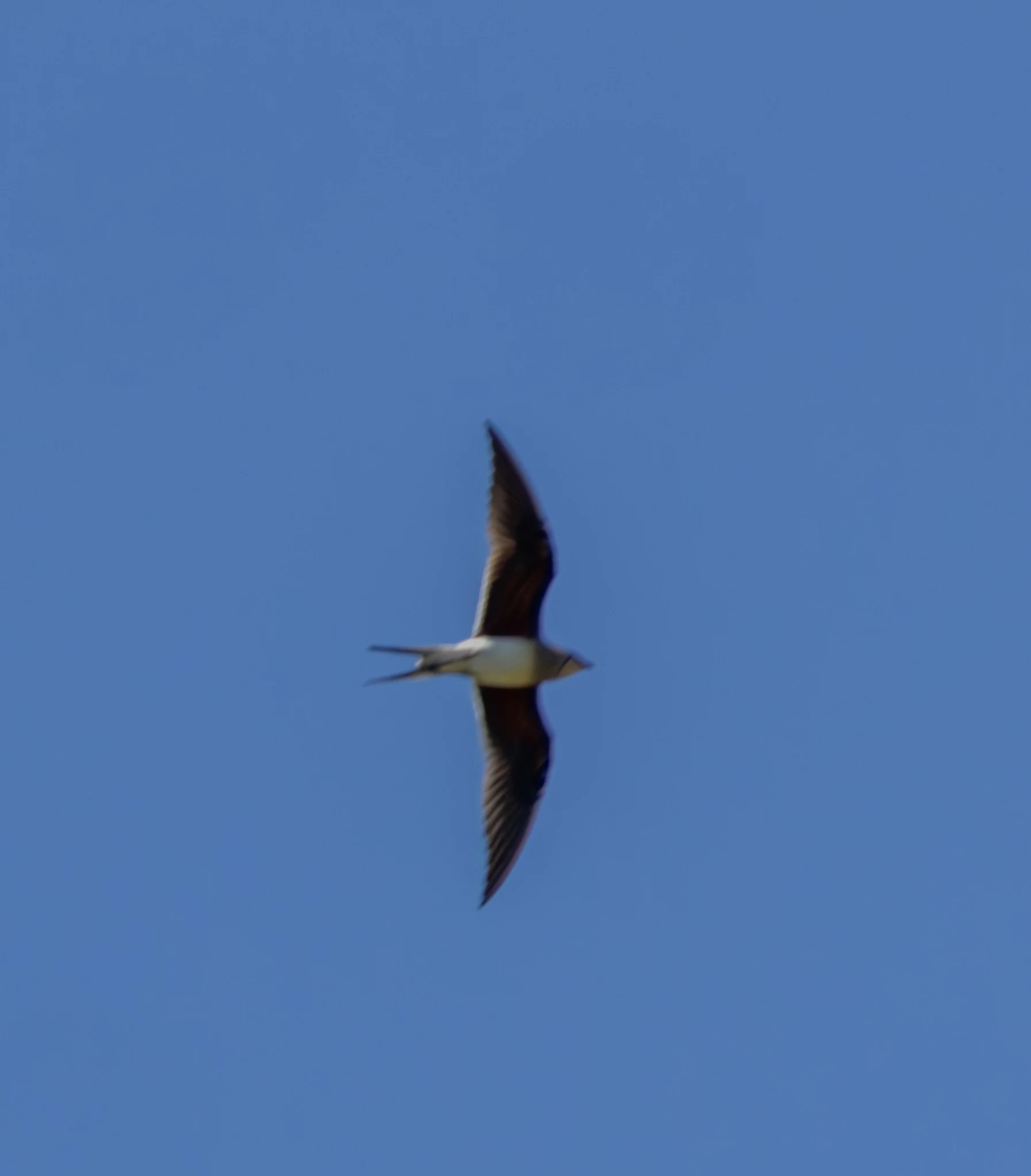 Collared Pratincole in flight, Dobruja, Romania — photo by Adam Prugel-Bennett