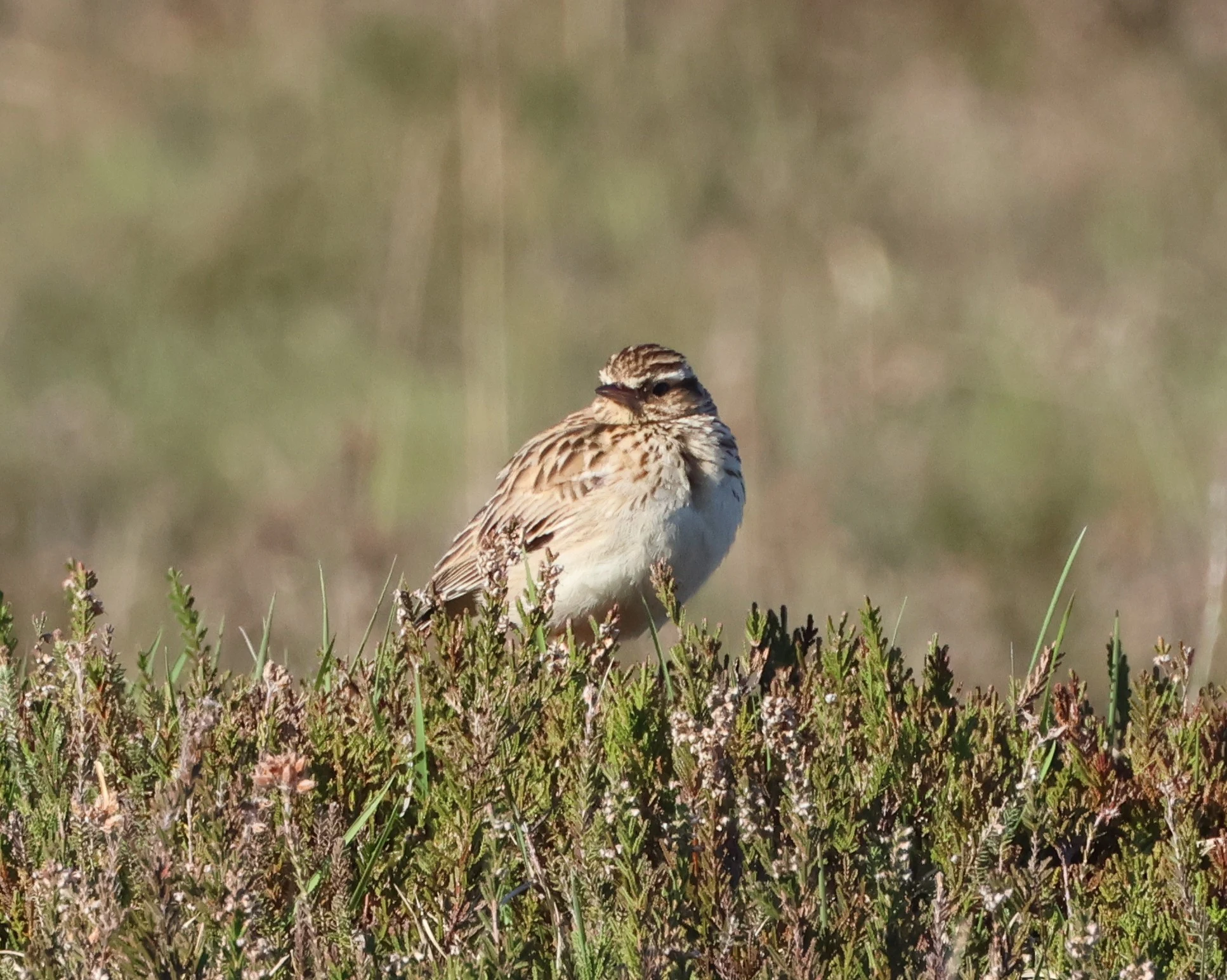 Woodlark, Beaulieu Road Station, New Forest, UK — photo by Adam Prugel-Bennett
