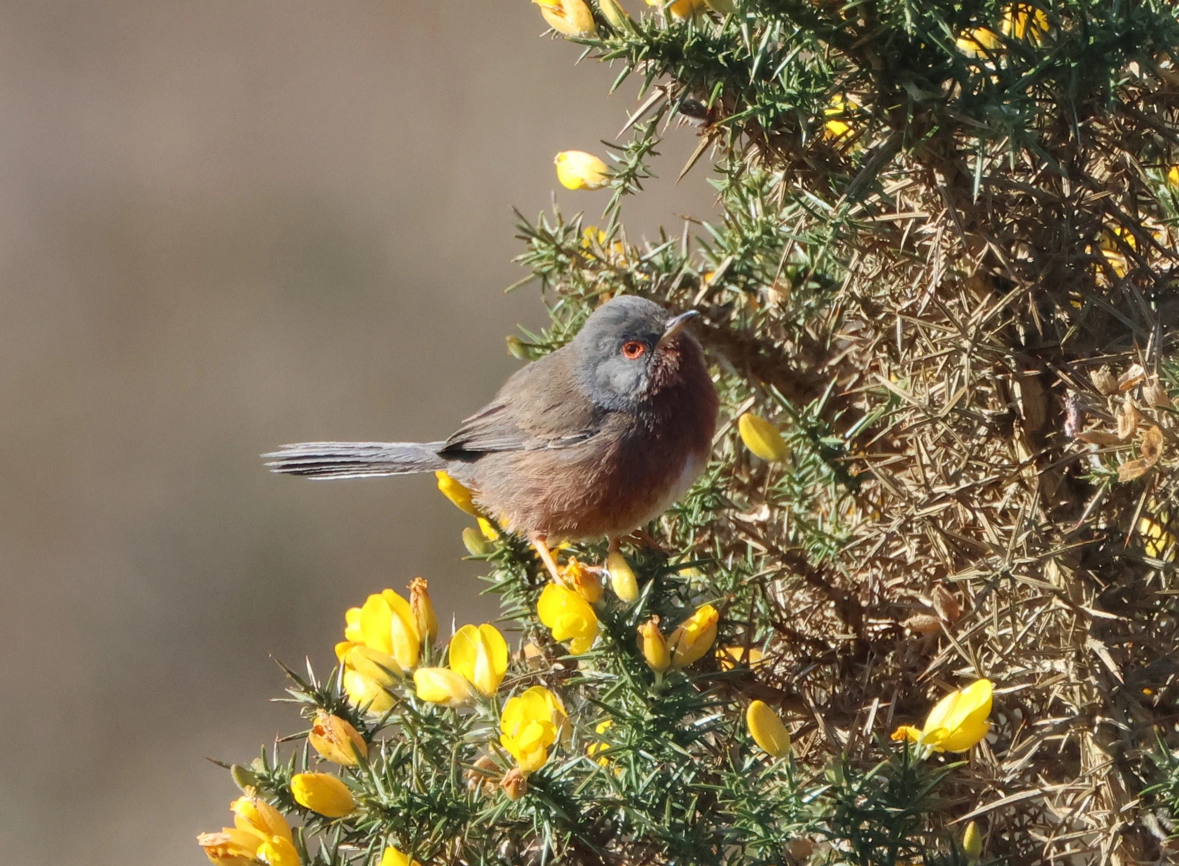 Dartford Warbler, Beaulieu Road Station, New Forest, UK — photo by Adam Prugel-Bennett