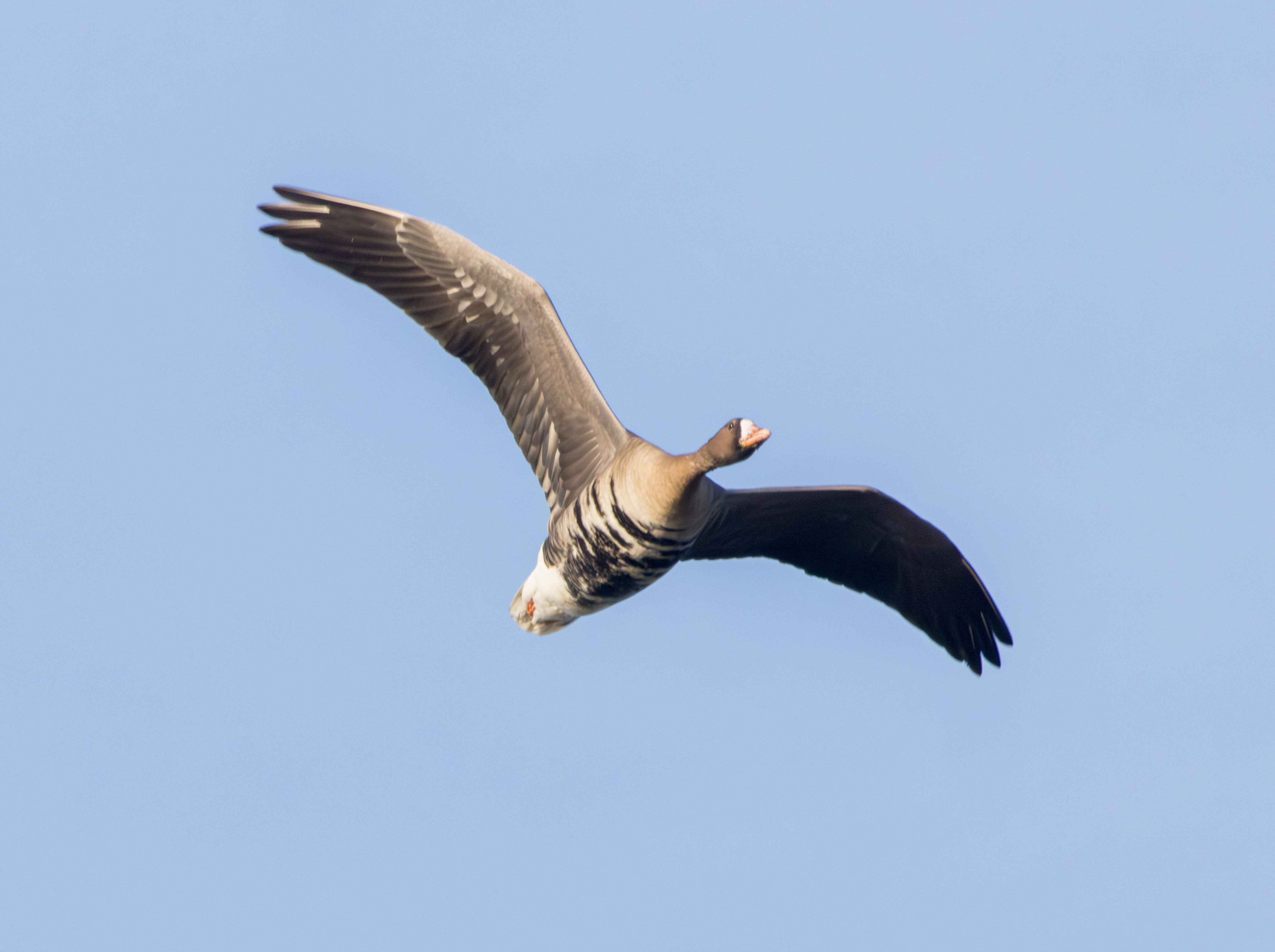 White-fronted Goose, Oostvaardersplassen, Flavoland, Netherlands — photo by Adam Prugel-Bennett