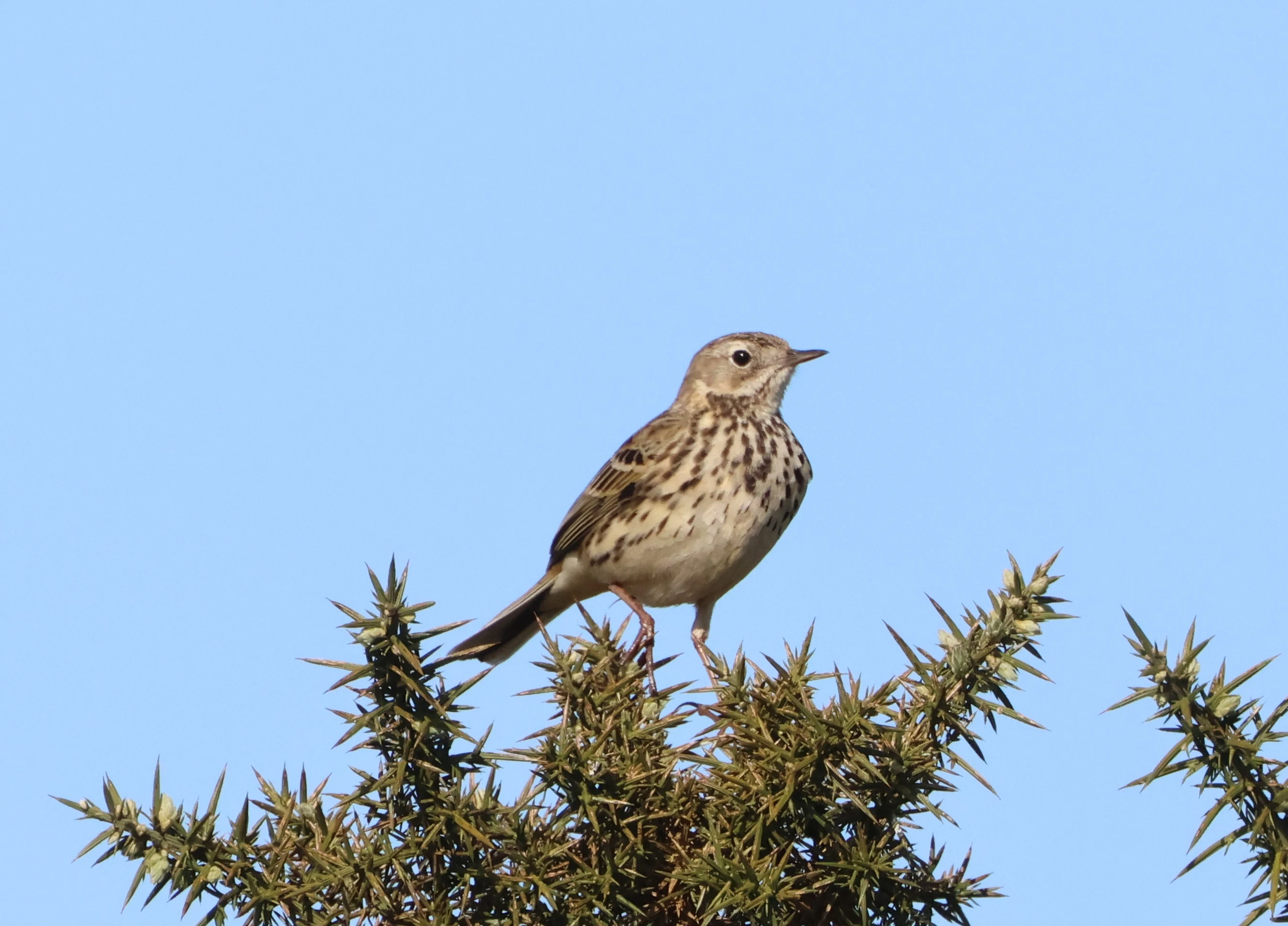 Meadow Pipit, Beaulieu Road Station, New Forest, UK — photo by Adam Prugel-Bennett