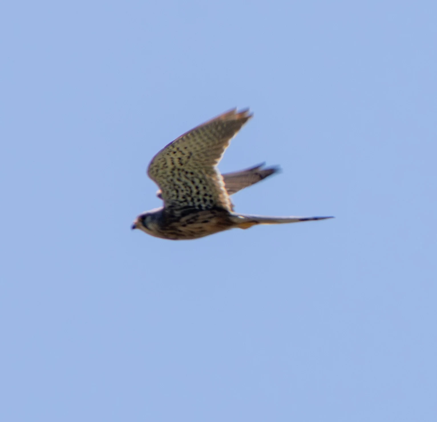Eurasian Kestrel in flight, Dobruja, Romania — photo by Adam Prugel-Bennett