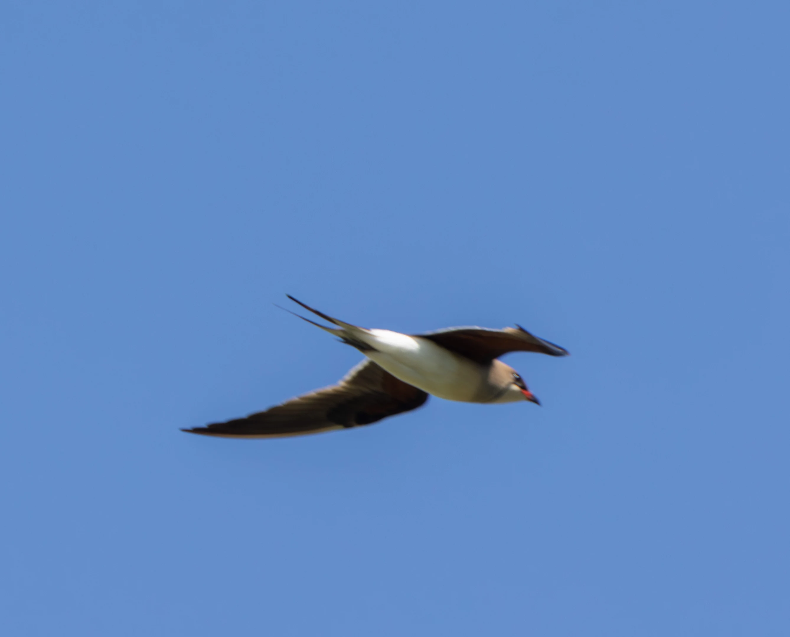 Collared Pratincole in flight, Dobruja, Romania — photo by Adam Prugel-Bennett