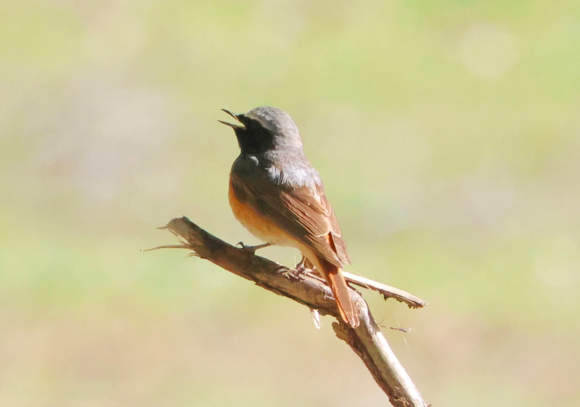 Common redstart, Beaulieu Road Station, New Forest, UK — photo by Adam Prugel-Bennett