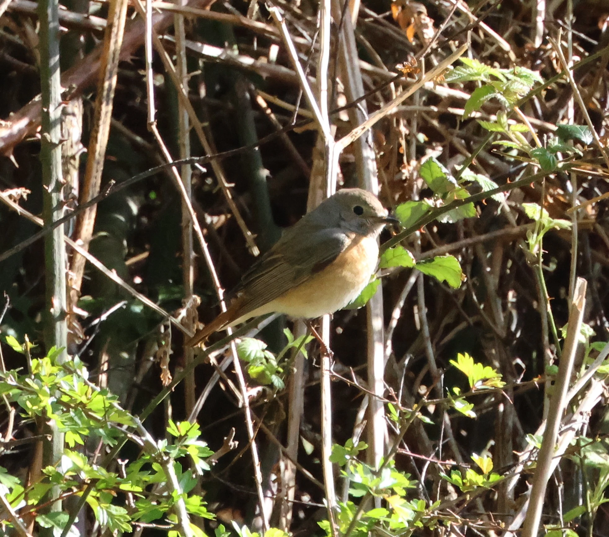 Common redstart, Beaulieu Road Station, New Forest, UK — photo by Adam Prugel-Bennett