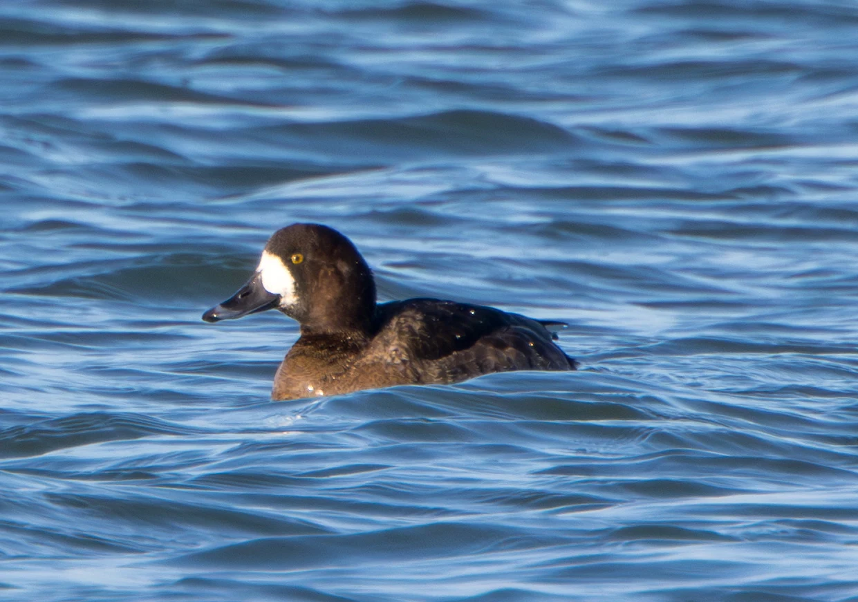 Greater Scaup (female), Flavoland, Netherlands — photo by Adam Prugel-Bennett