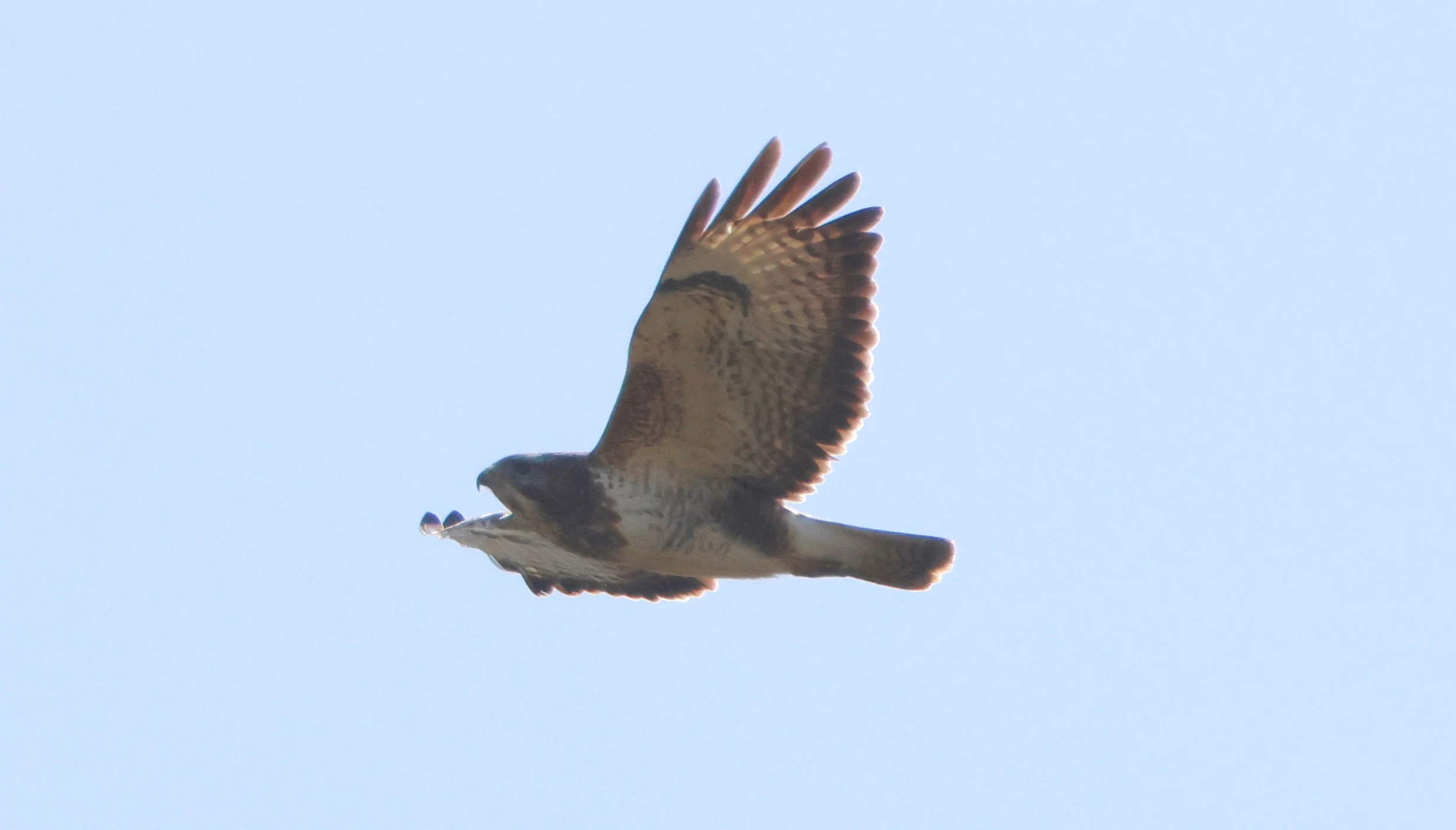Common Buzzard, Beaulieu Road Station, New Forest, UK — photo by Adam Prugel-Bennett