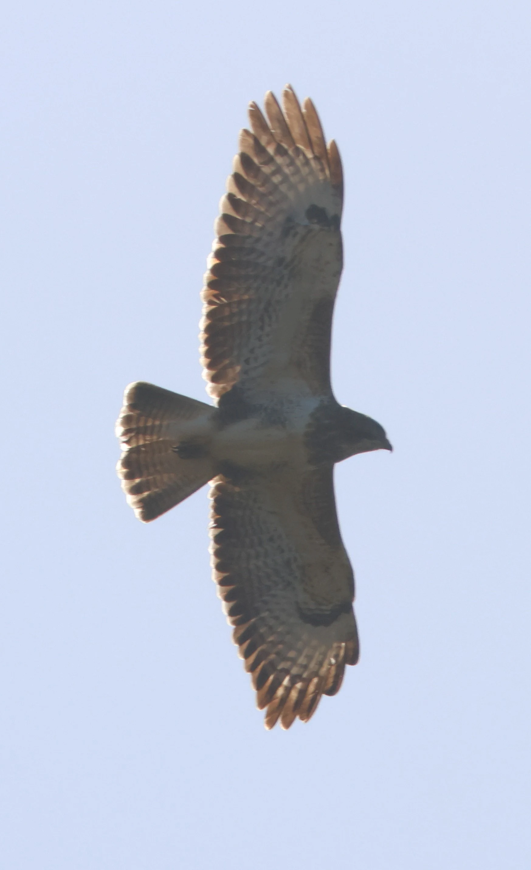 Common Buzzard, Beaulieu Road Station, New Forest, UK — photo by Adam Prugel-Bennett