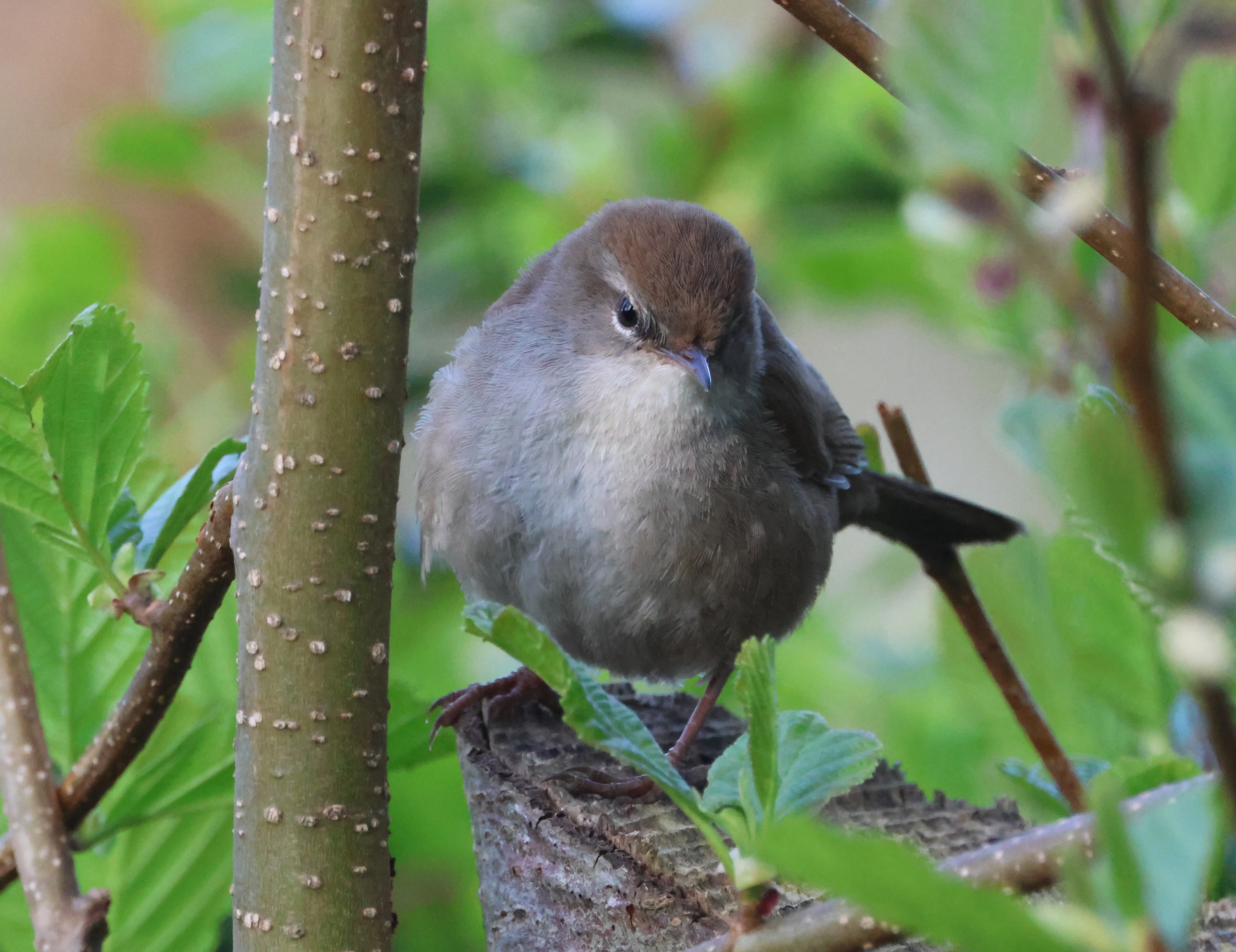 Cetti's warbler, Fishlake Meadows, Romsey, Hampshire, UK — photo by Adam Prugel-Bennett