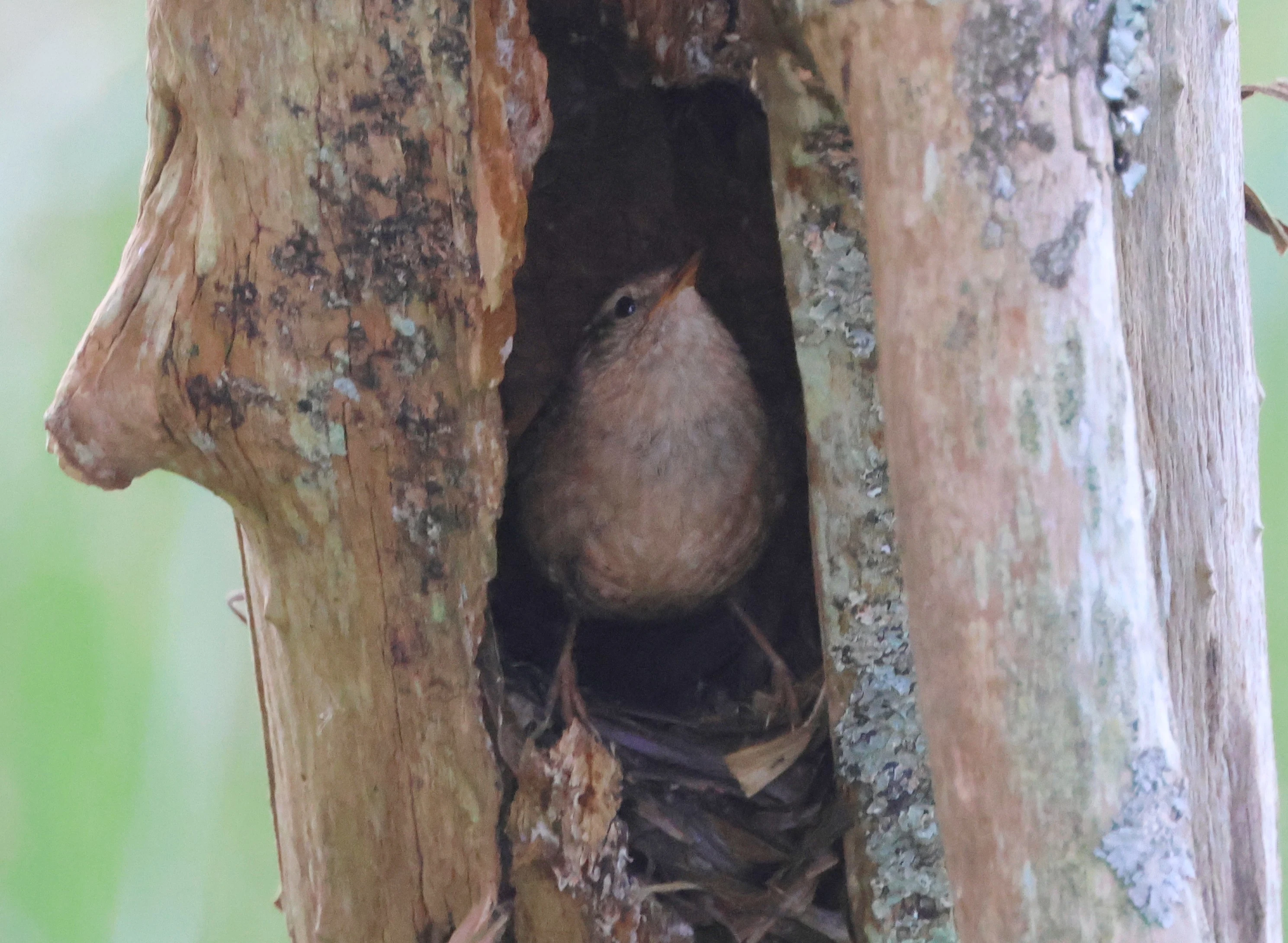 Wren, Fishlake Meadows, Romsey, Hampshire, UK — photo by Adam Prugel-Bennett
