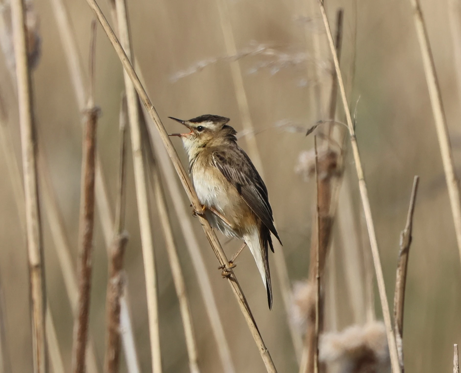 Sedge Warbler, Fishlake Meadows, Romsey, Hampshire, UK — photo by Adam Prugel-Bennett