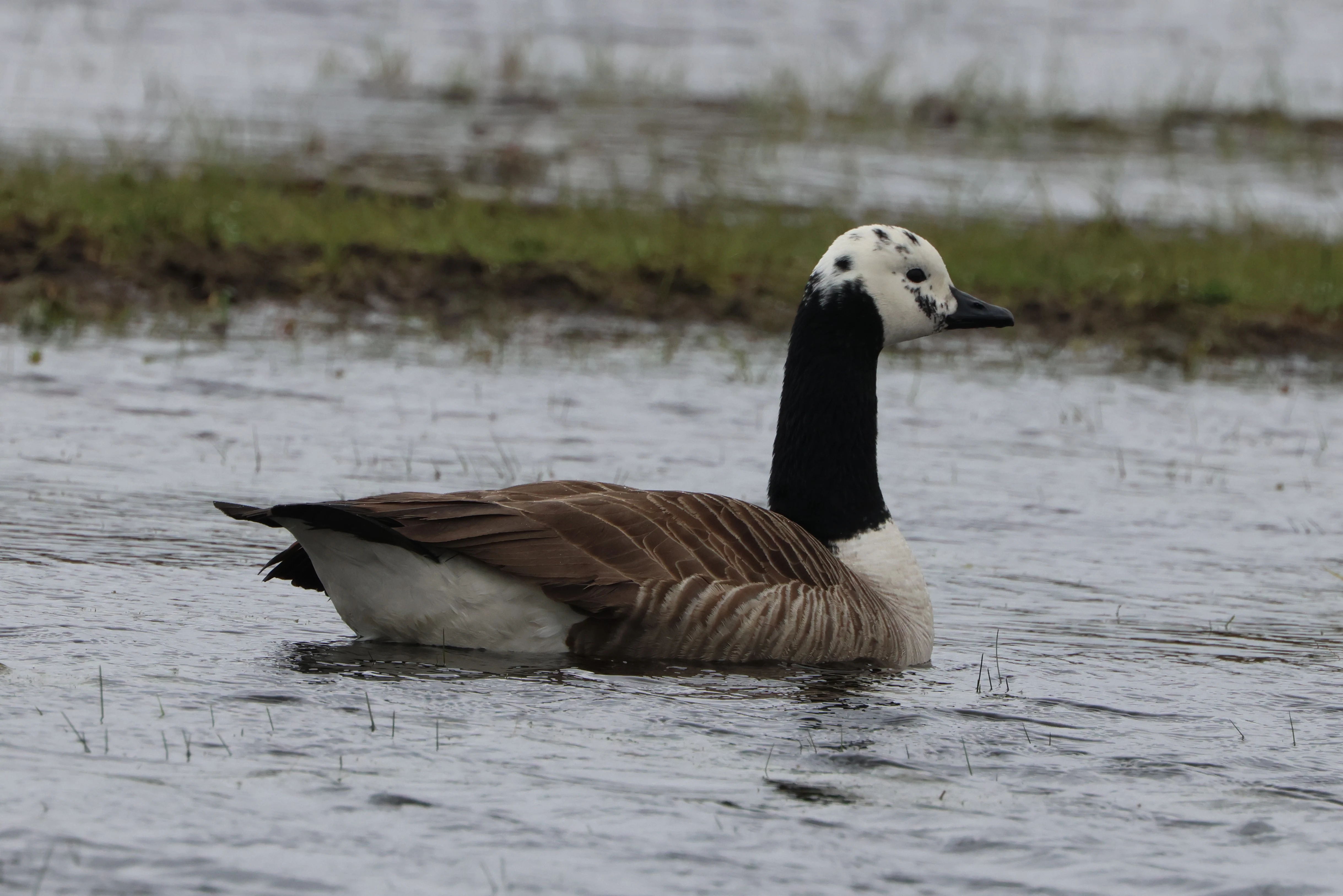 Canada Goose and Graylag Goose Hybird, Beaulieu Road Station, New Forest, UK — photo by Adam Prugel-Bennett