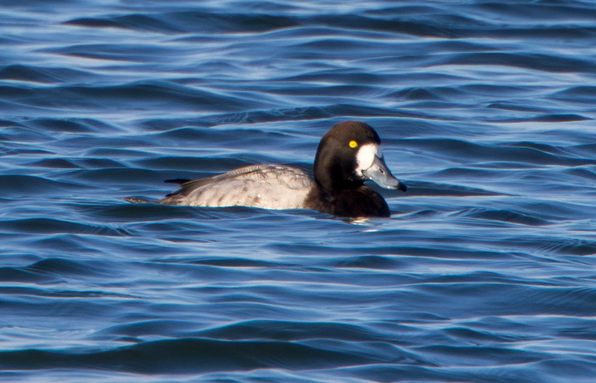 Greater Scaup, Flavoland, Netherlands — photo by Adam Prugel-Bennett