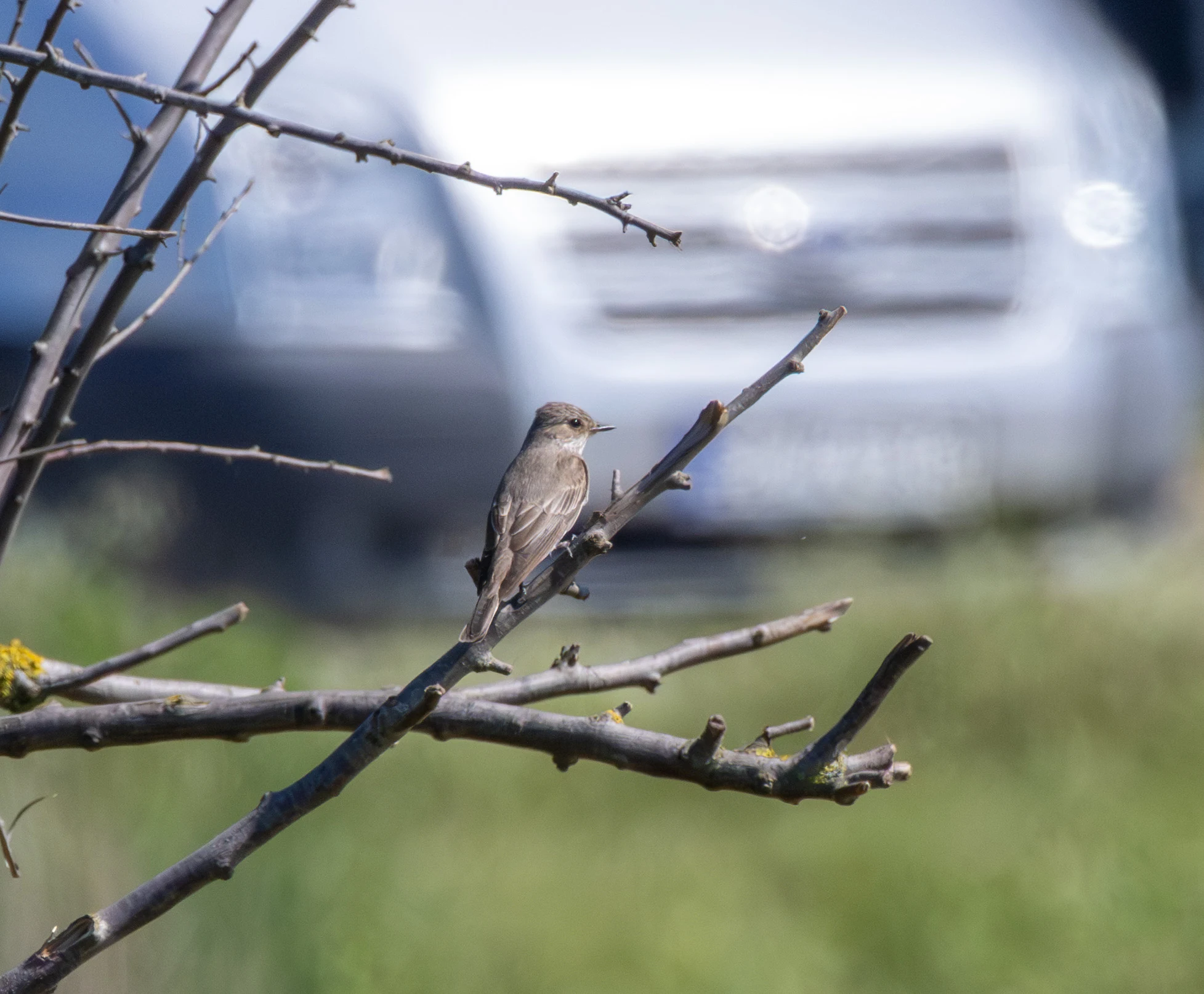 Spotted Flycatcher, Dobruja, Romania — photo by Adam Prugel-Bennett