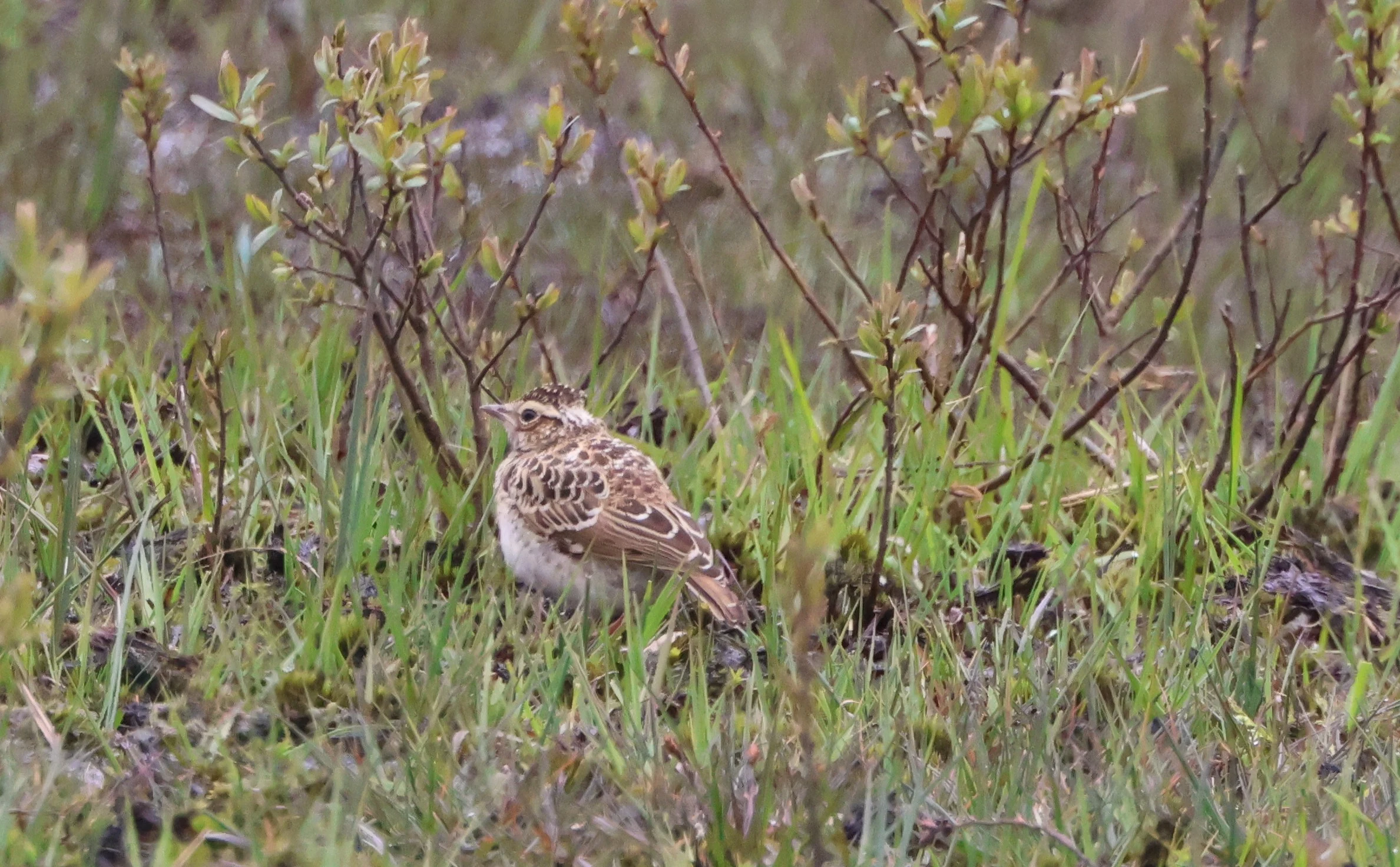 Woodlark, Beaulieu Road Station, New Forest, UK — photo by Adam Prugel-Bennett