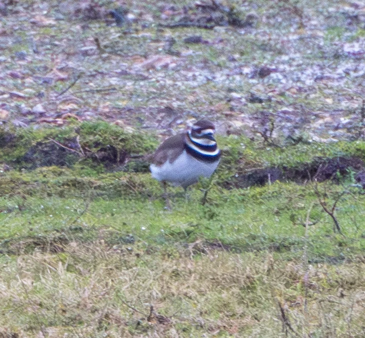 Killdeer, Ripley Farm Resevour, Hampshire, UK — photo by Adam Prugel-Bennett