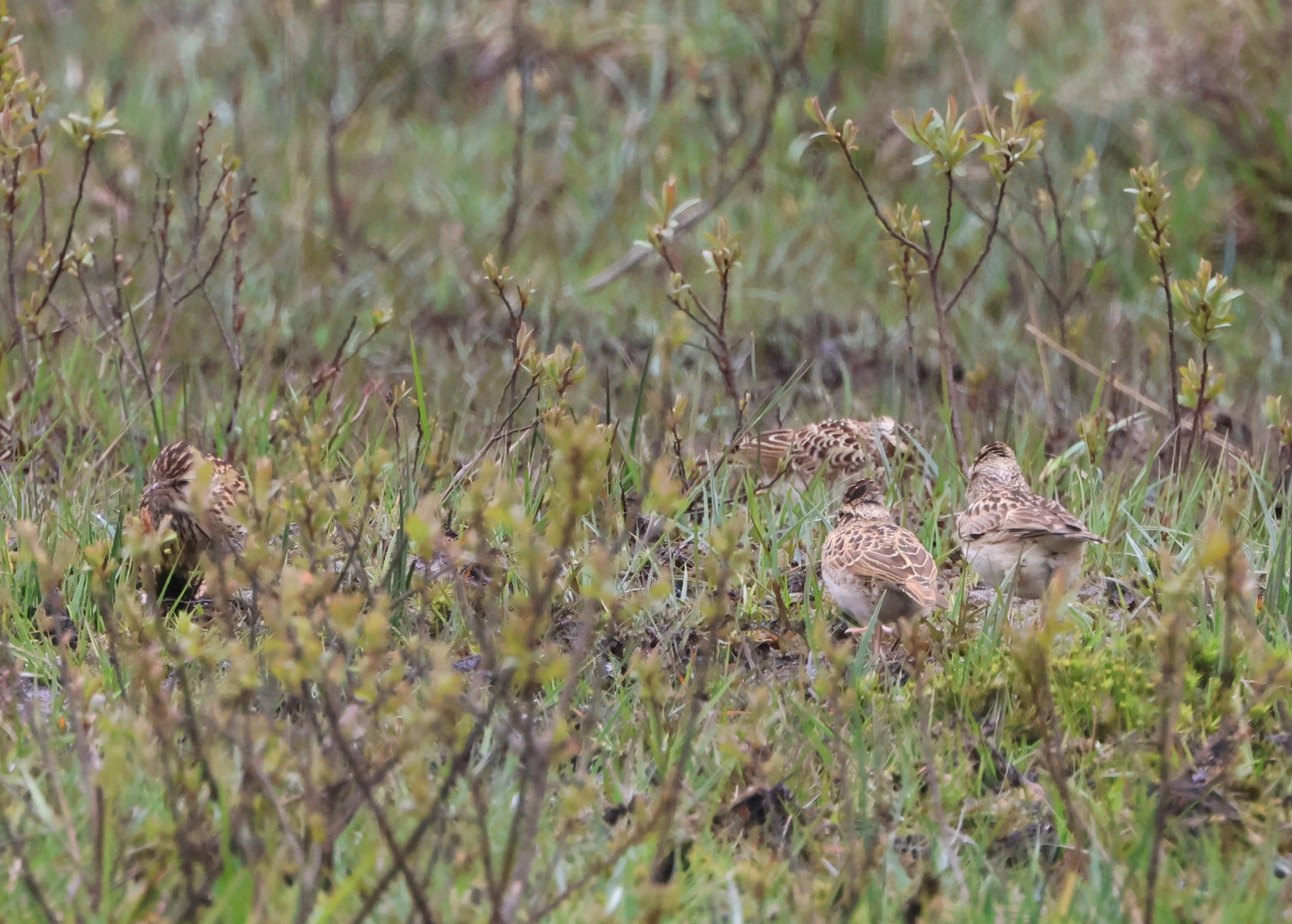 Woodlark family, Beaulieu Road Station, New Forest, UK — photo by Adam Prugel-Bennett