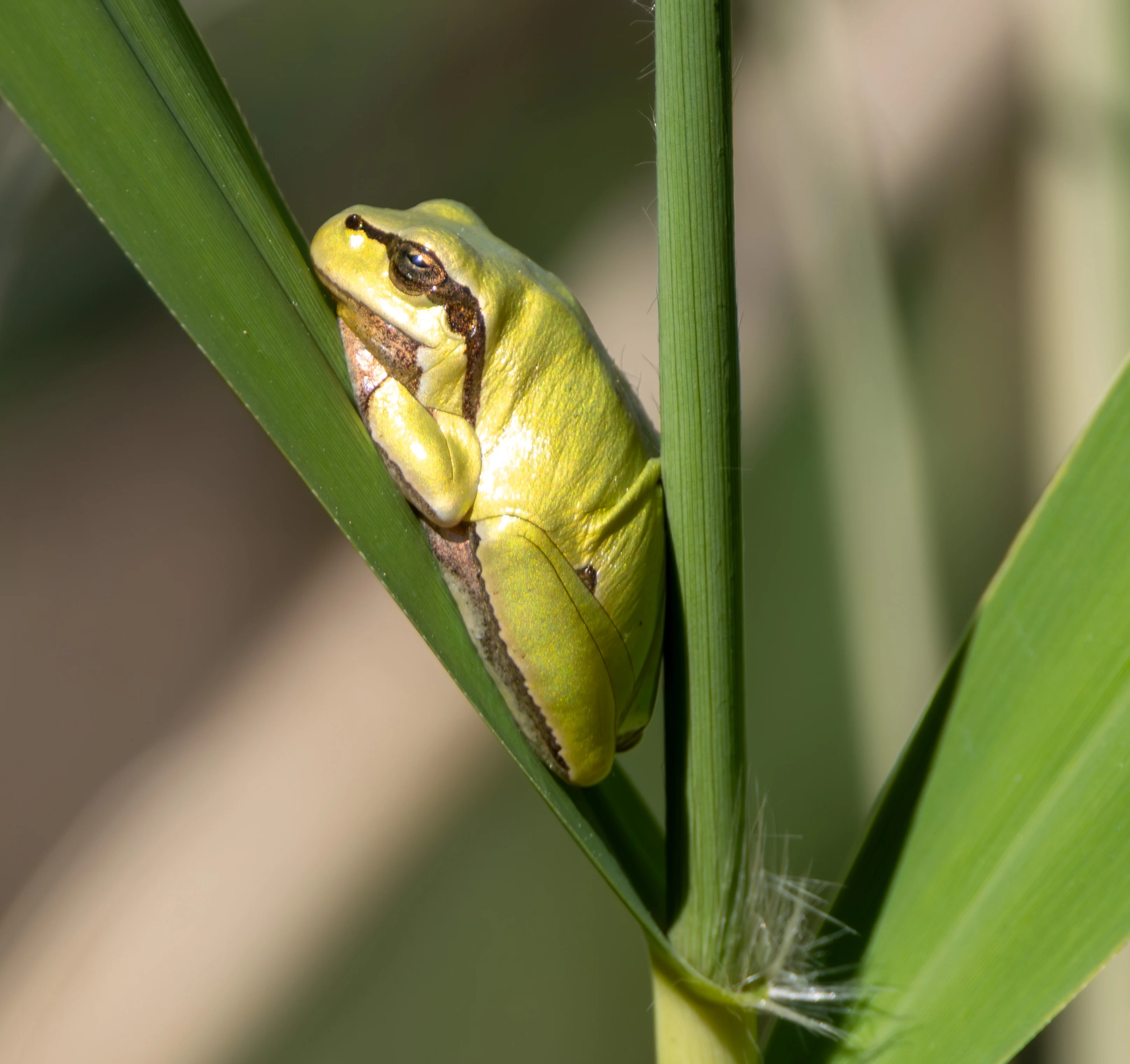 European Tree Frog, Dobruja, Romania — photo by Adam Prugel-Bennett