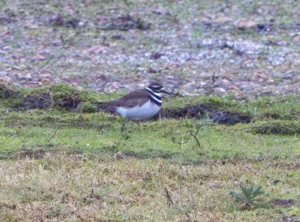 Killdeer, Ripley Farm Resevour, Hampshire, UK — photo by Adam Prugel-Bennett