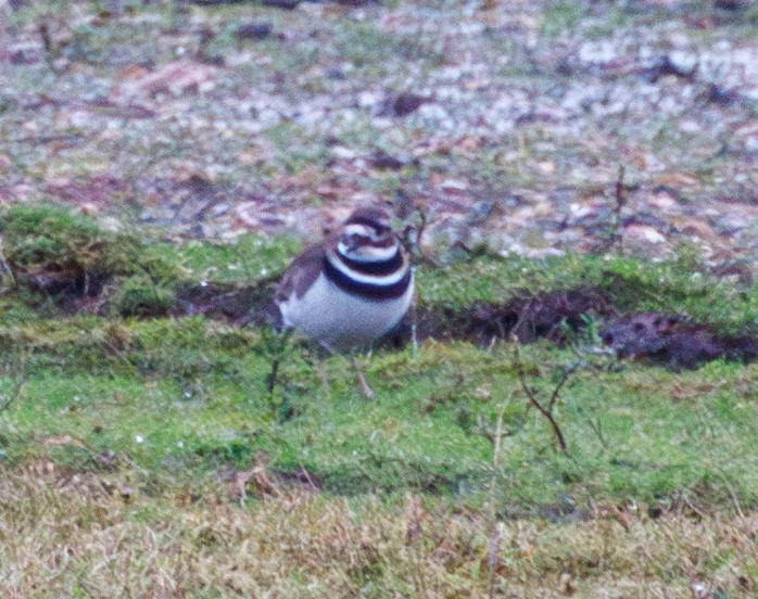 Killdeer, Ripley Farm Resevour, Hampshire, UK — photo by Adam Prugel-Bennett