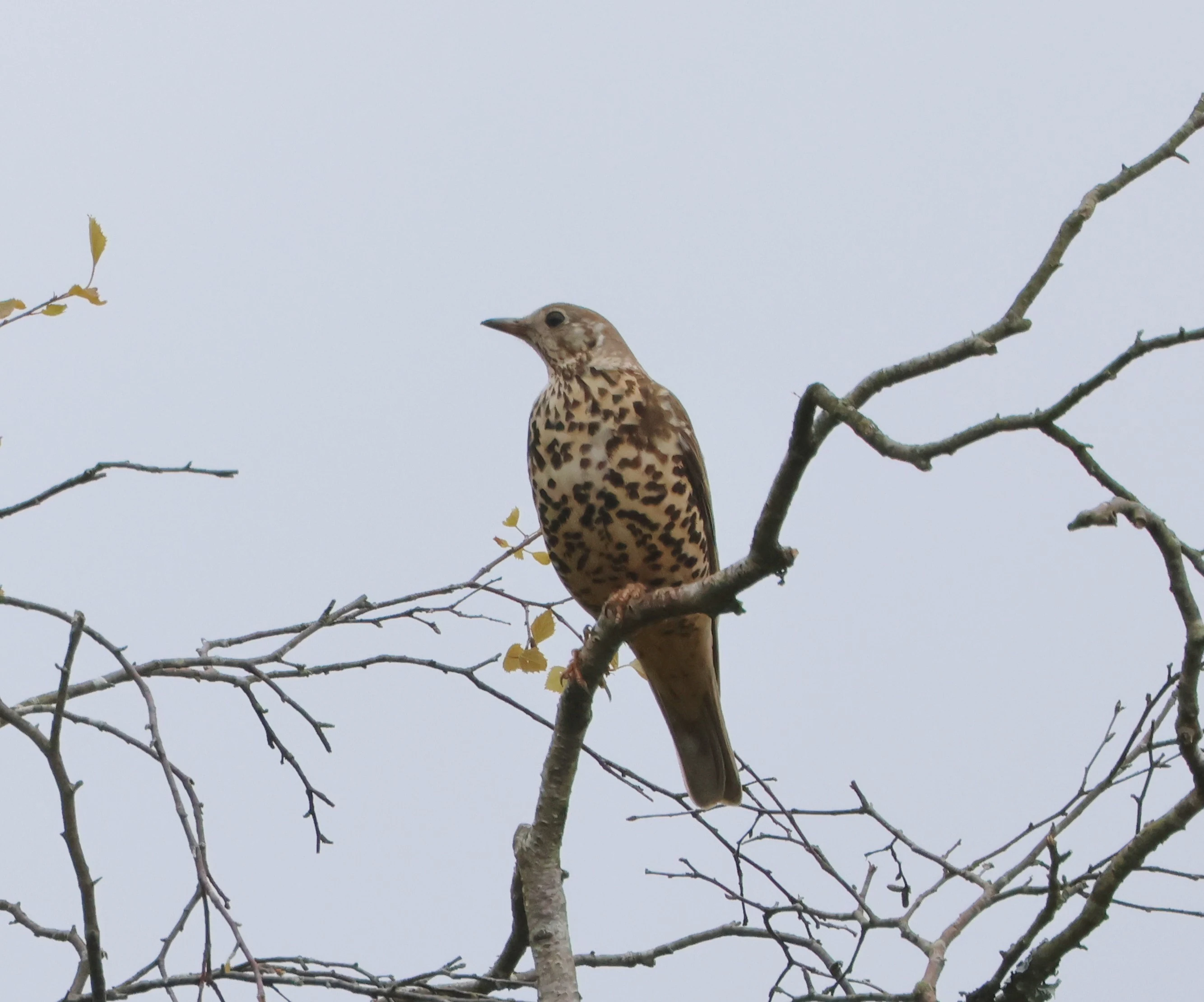 Mistle Thrush, Beaulieu Road Station, New Forest, UK — photo by Adam Prugel-Bennett
