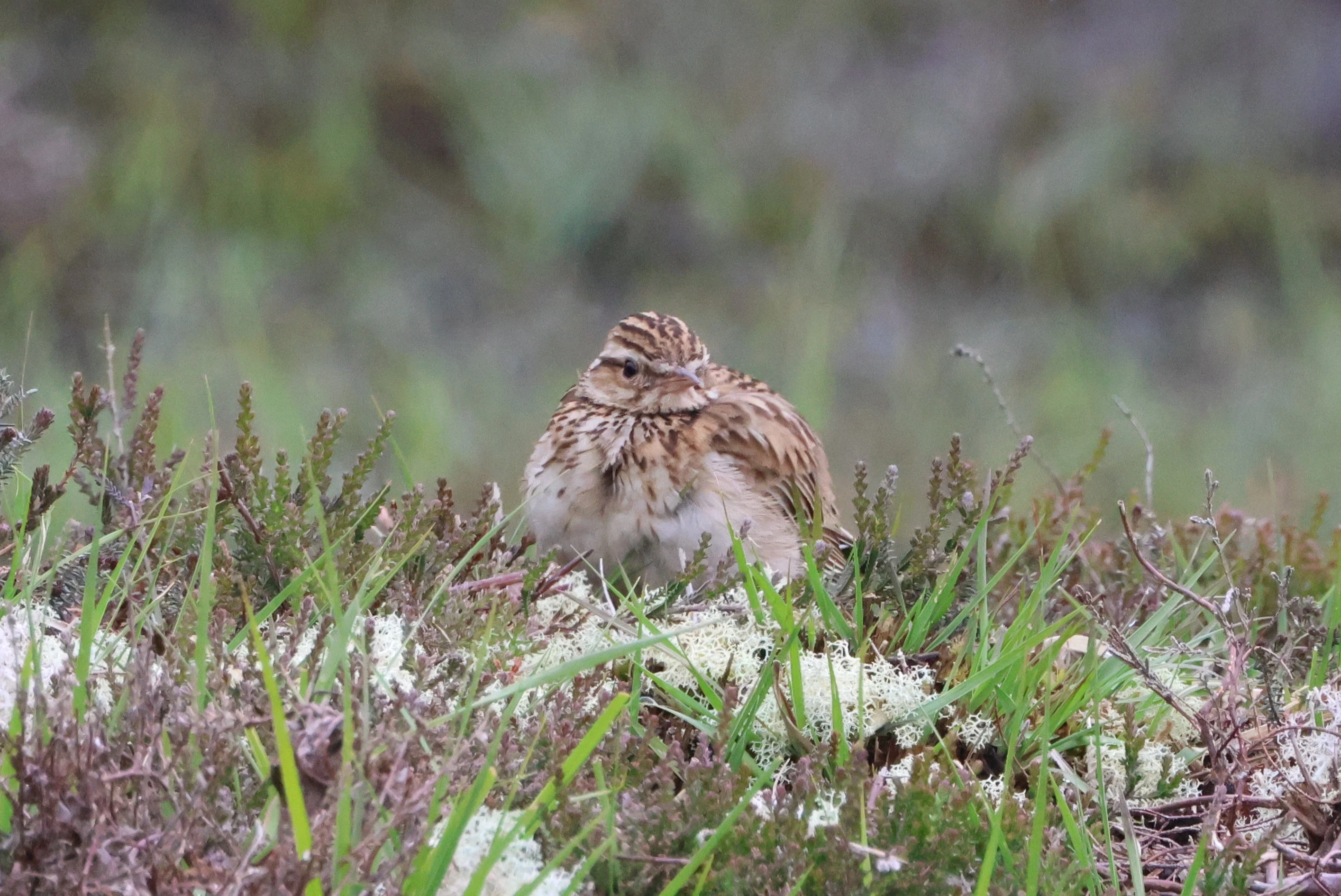 Woodlark, Beaulieu Road Station, New Forest, UK — photo by Adam Prugel-Bennett