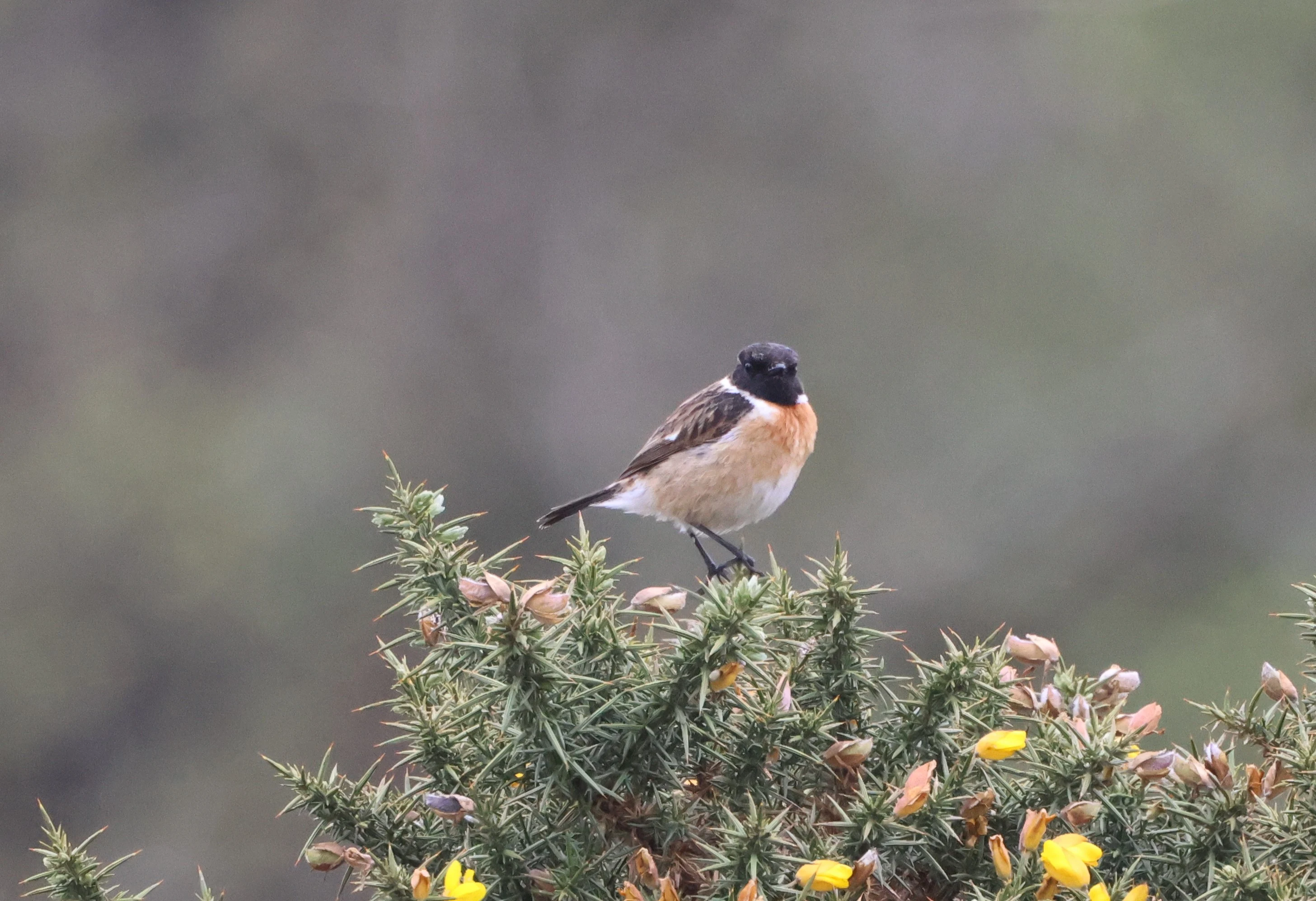 Stonechat, Beaulieu Road Station, New Forest, UK — photo by Adam Prugel-Bennett