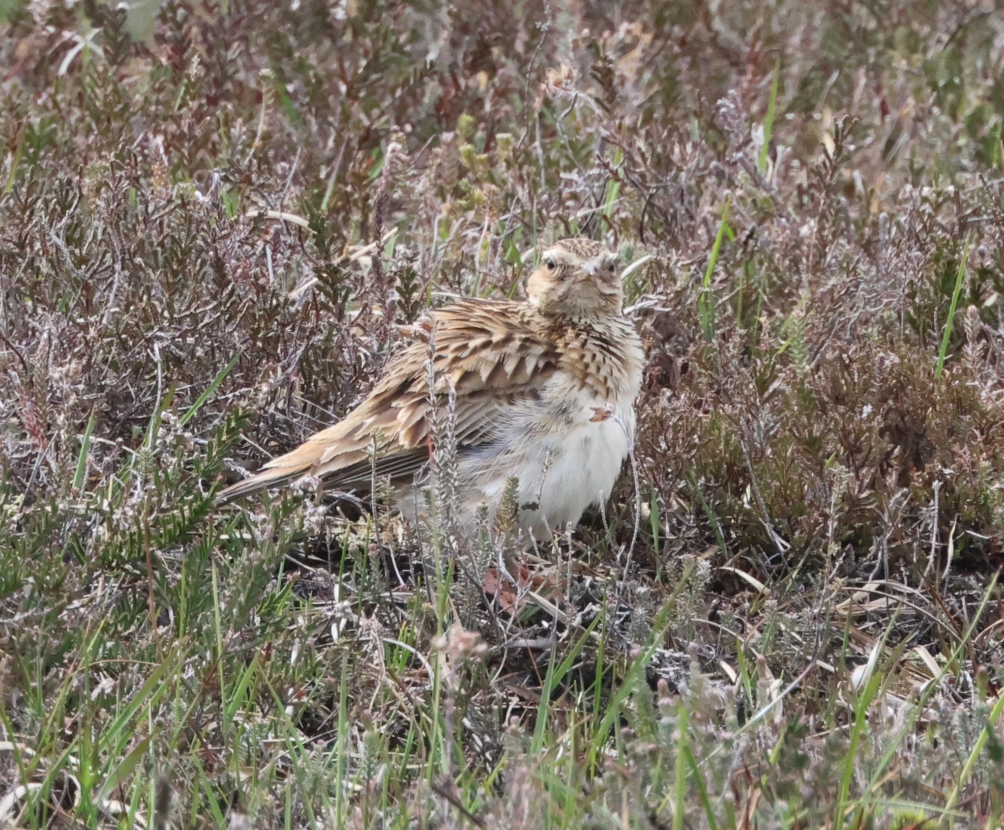 Woodlark, Beaulieu Road Station, New Forest, UK — photo by Adam Prugel-Bennett