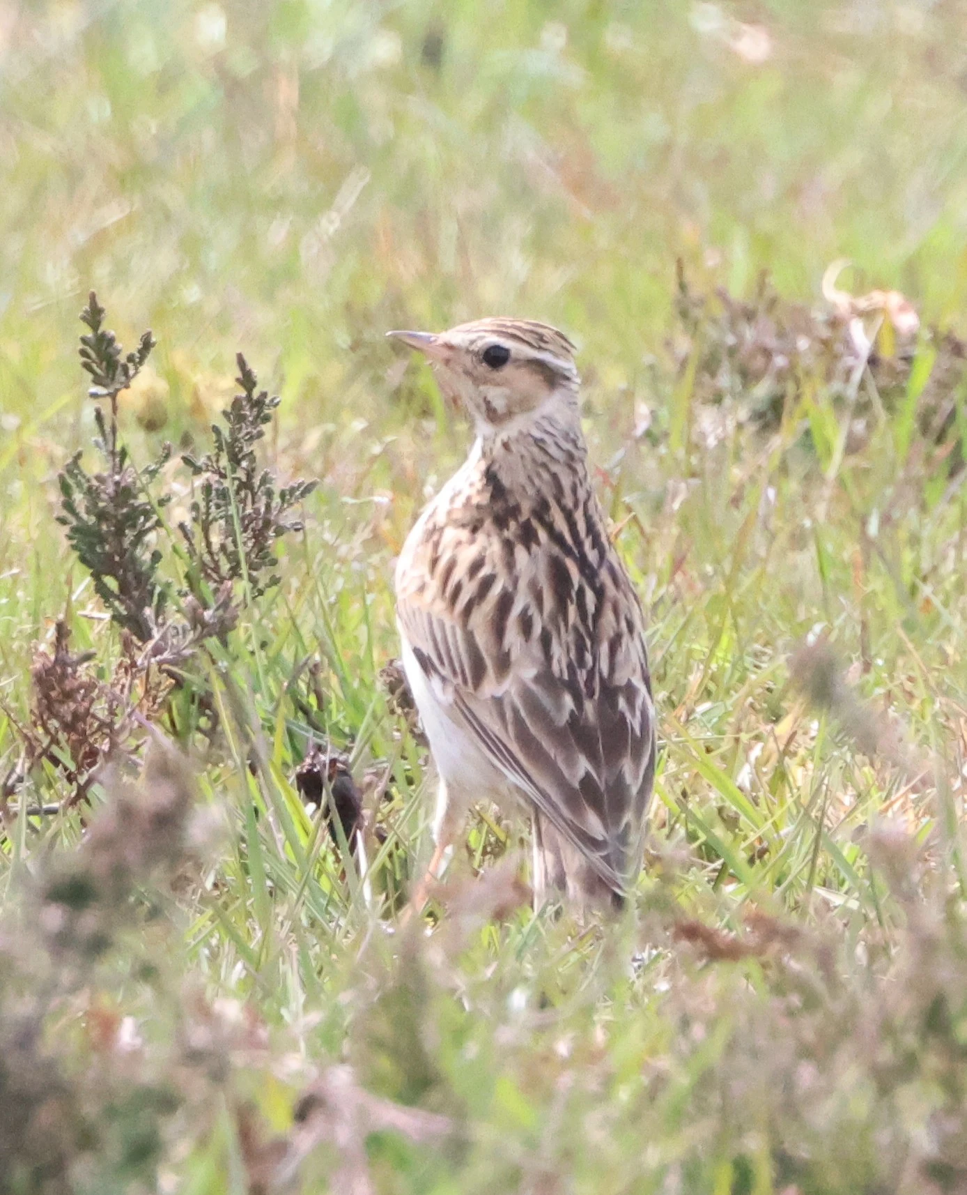 Woodlark, Beaulieu Road Station, New Forest, UK — photo by Adam Prugel-Bennett
