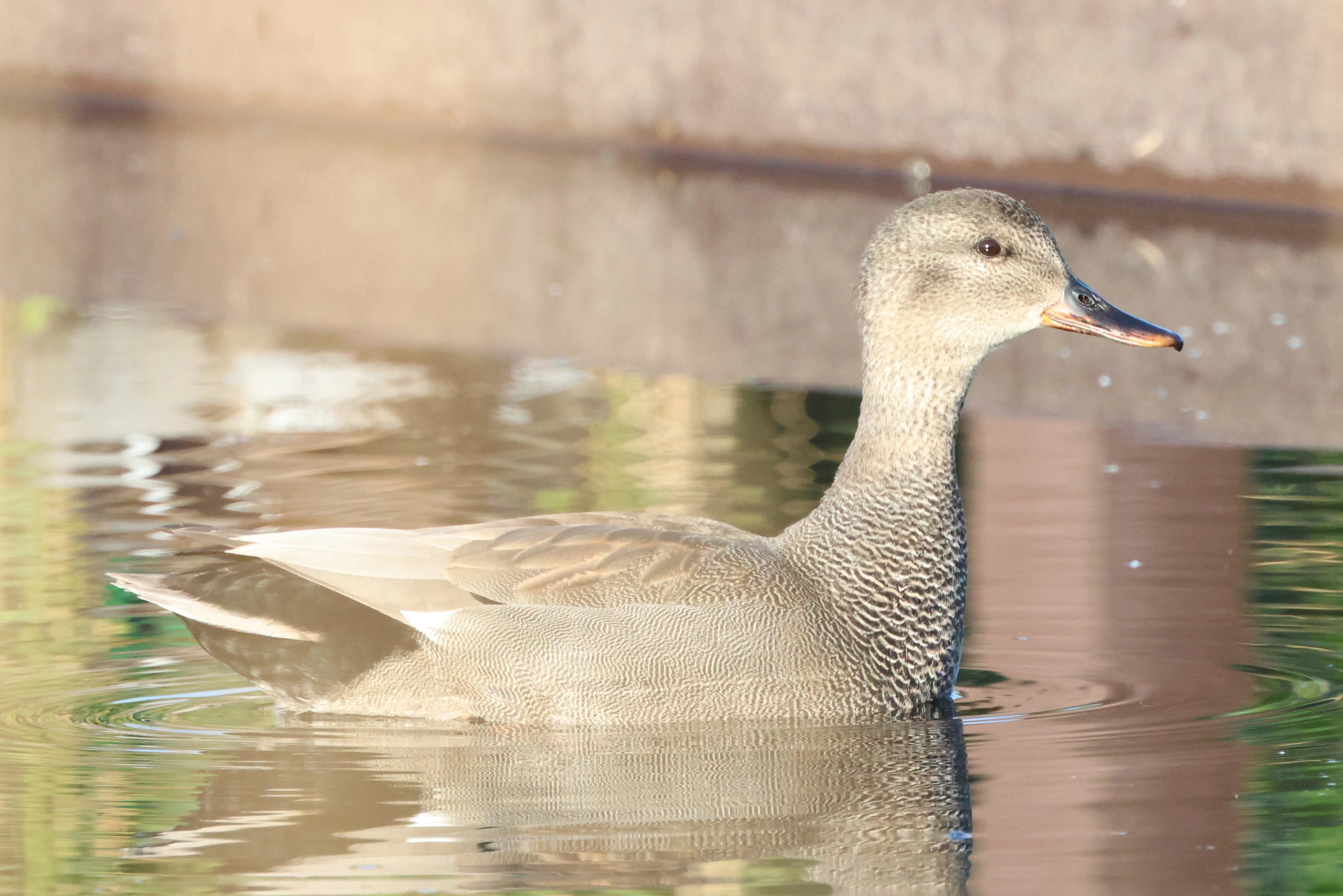 Gadwall, Ham Wall, Glastonbury, Somerset, UK — photo by Adam Prugel-Bennett