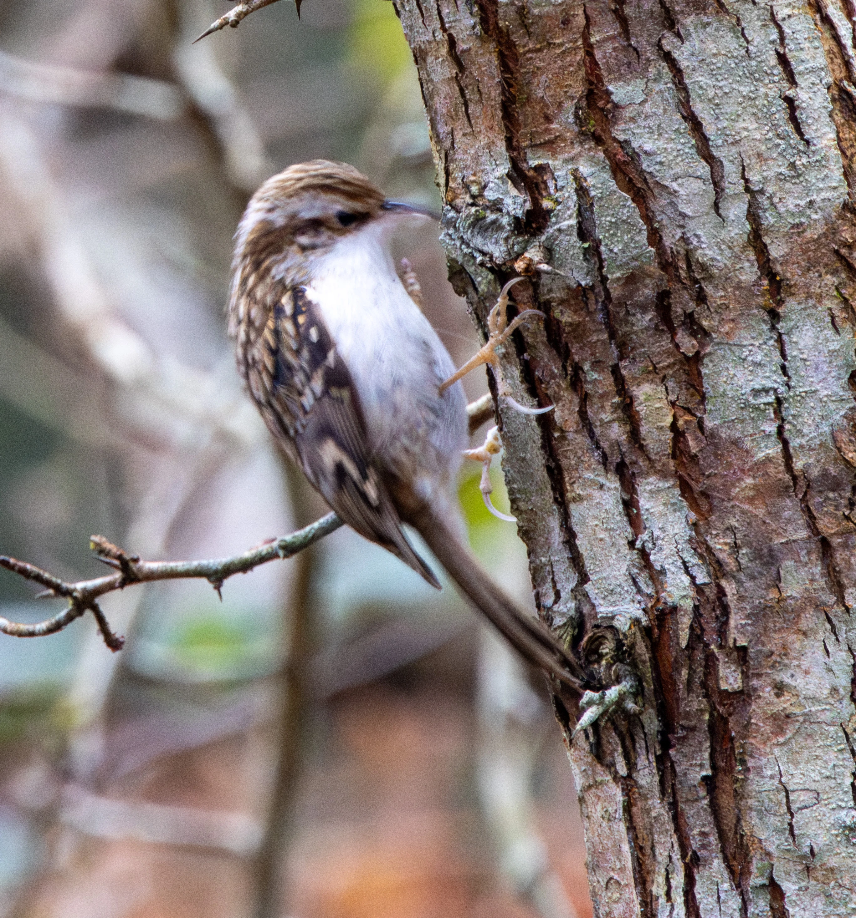 Tree Creeper, Pig Bush, Hampshire, UK — photo by Adam Prugel-Bennett