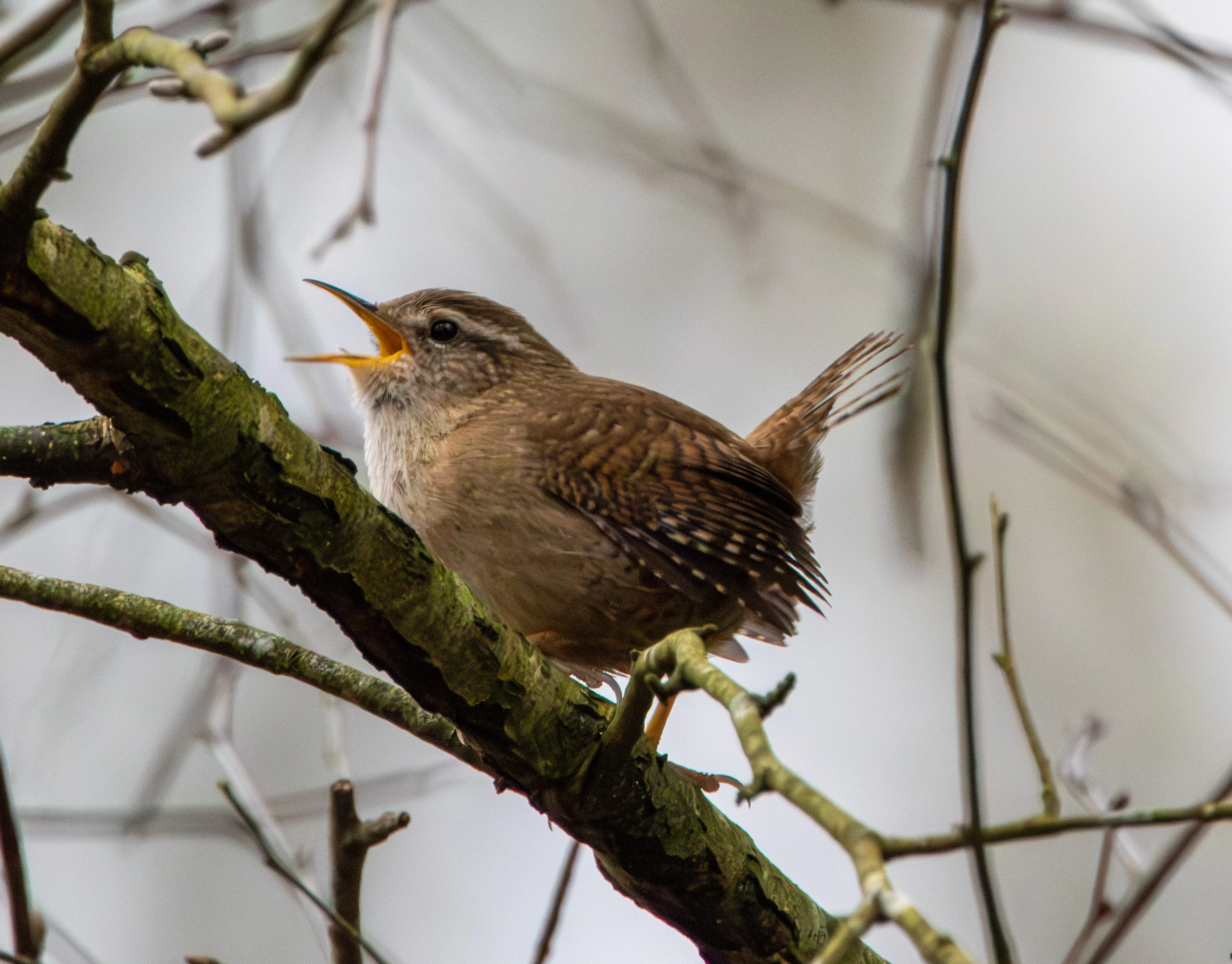Eurasian Wren, Pig Bush, Hampshire, UK — photo by Adam Prugel-Bennett