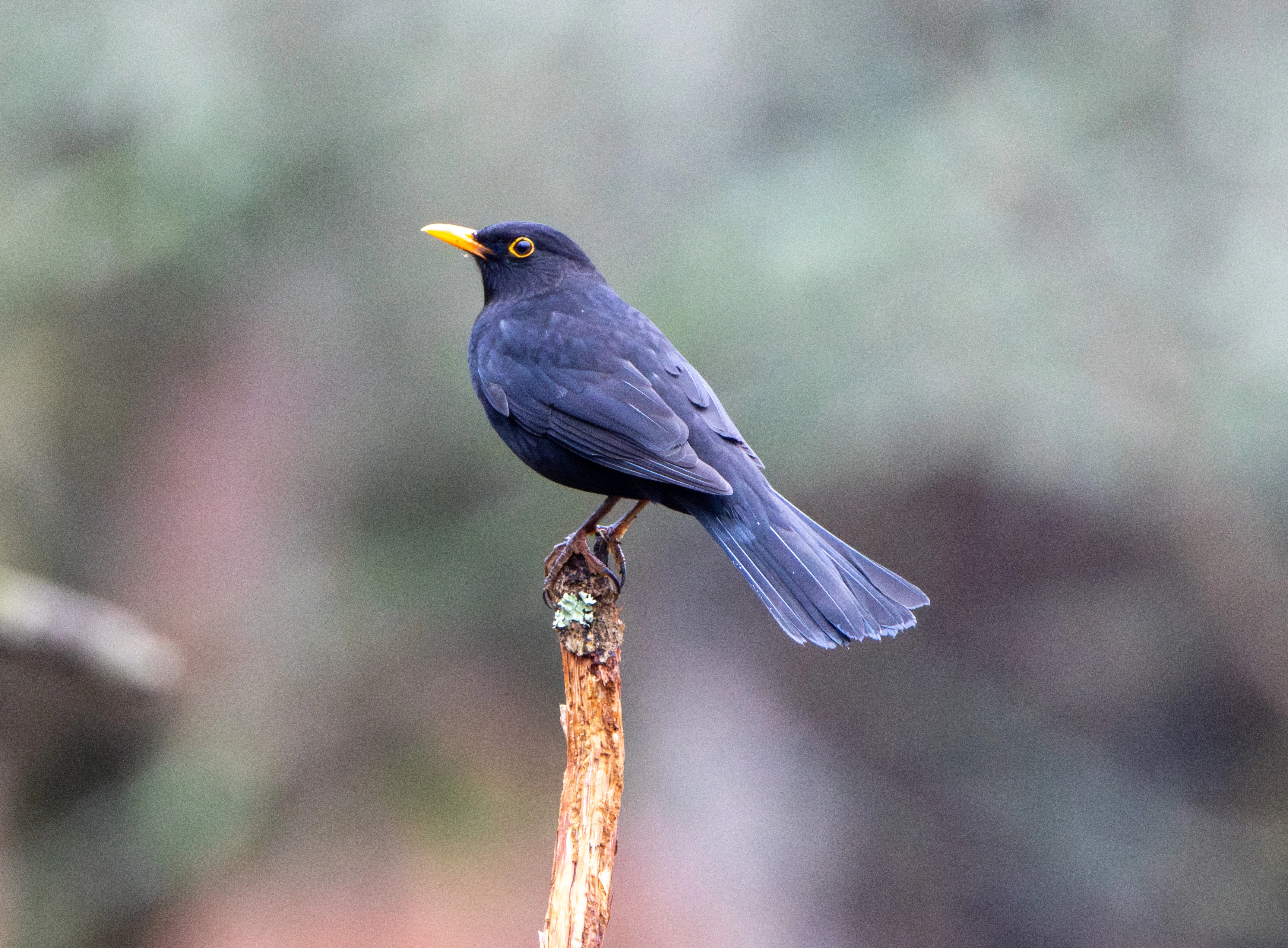 Common Blackbird, Pig Bush, Hampshire, UK — photo by Adam Prugel-Bennett
