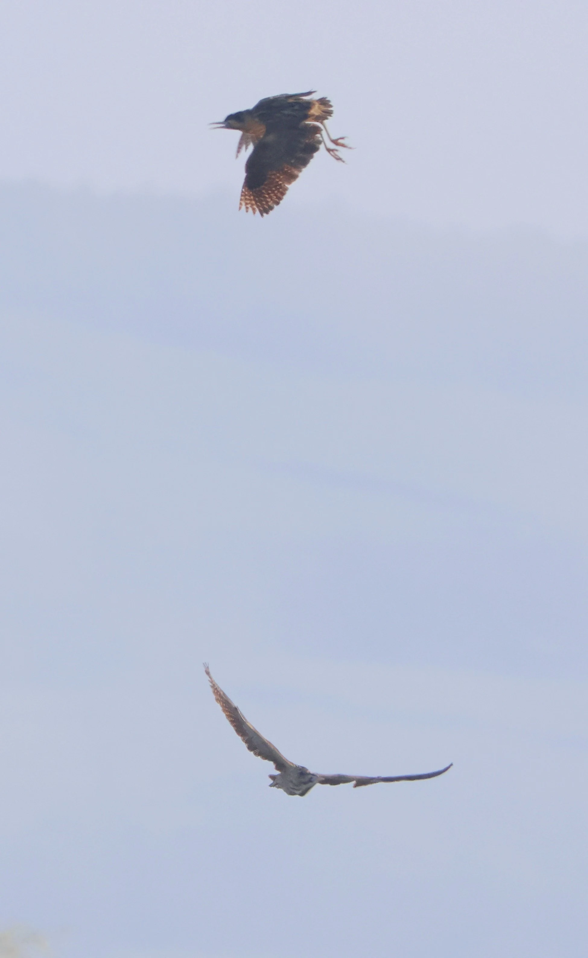 Pair of Bitterns, Ham Wall, Glastonbury, Somerset, UK — photo by Adam Prugel-Bennett
