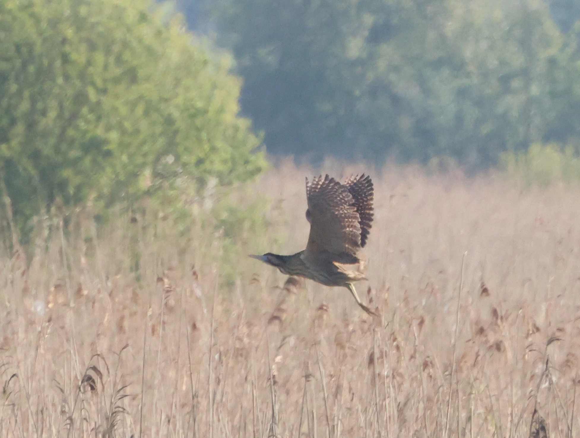 Eurasian bittern, Ham Wall, Glastonbury, Somerset, UK — photo by Adam Prugel-Bennett
