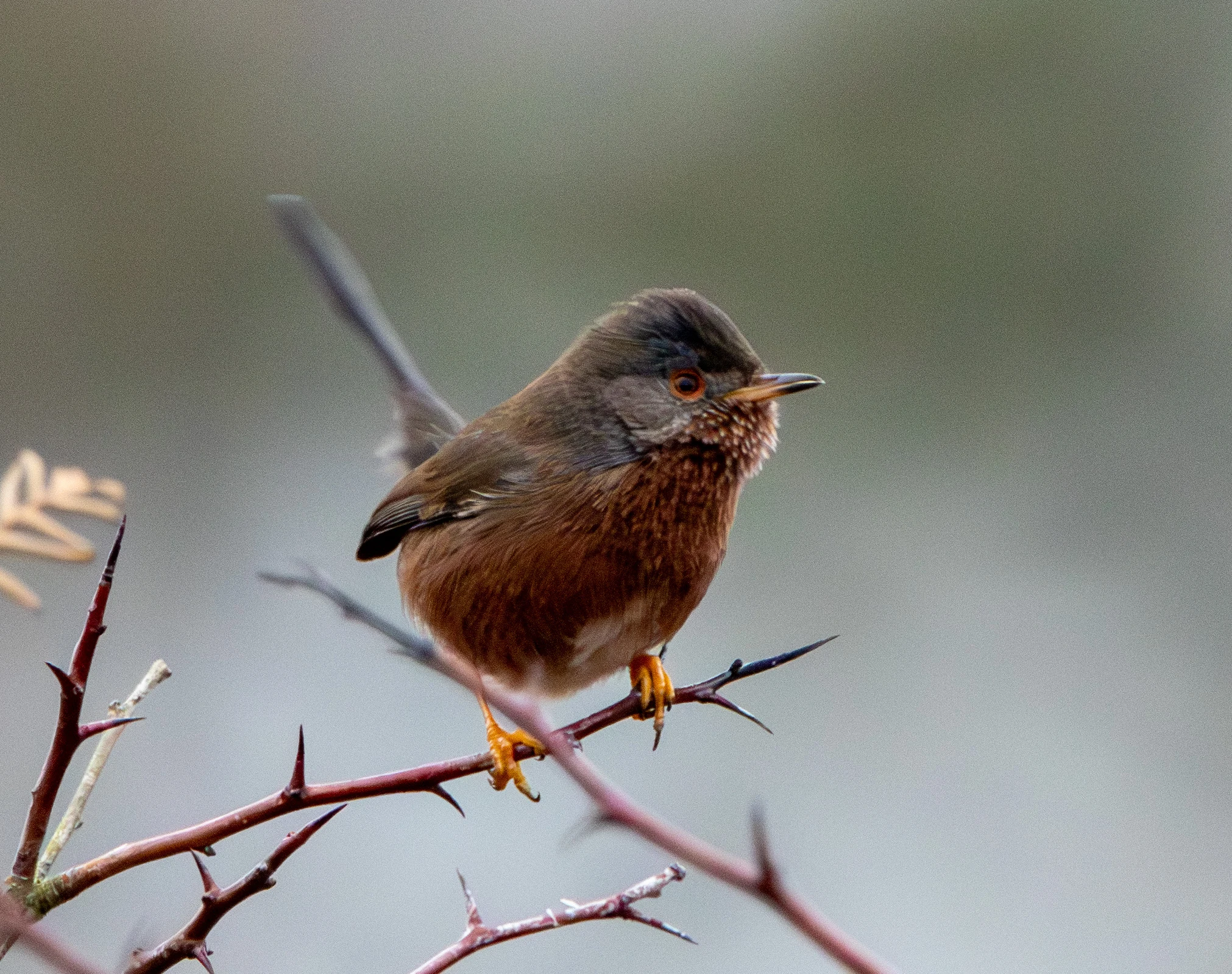 Dartford Warbler, Pig Bush, Hampshire, UK — photo by Adam Prugel-Bennett