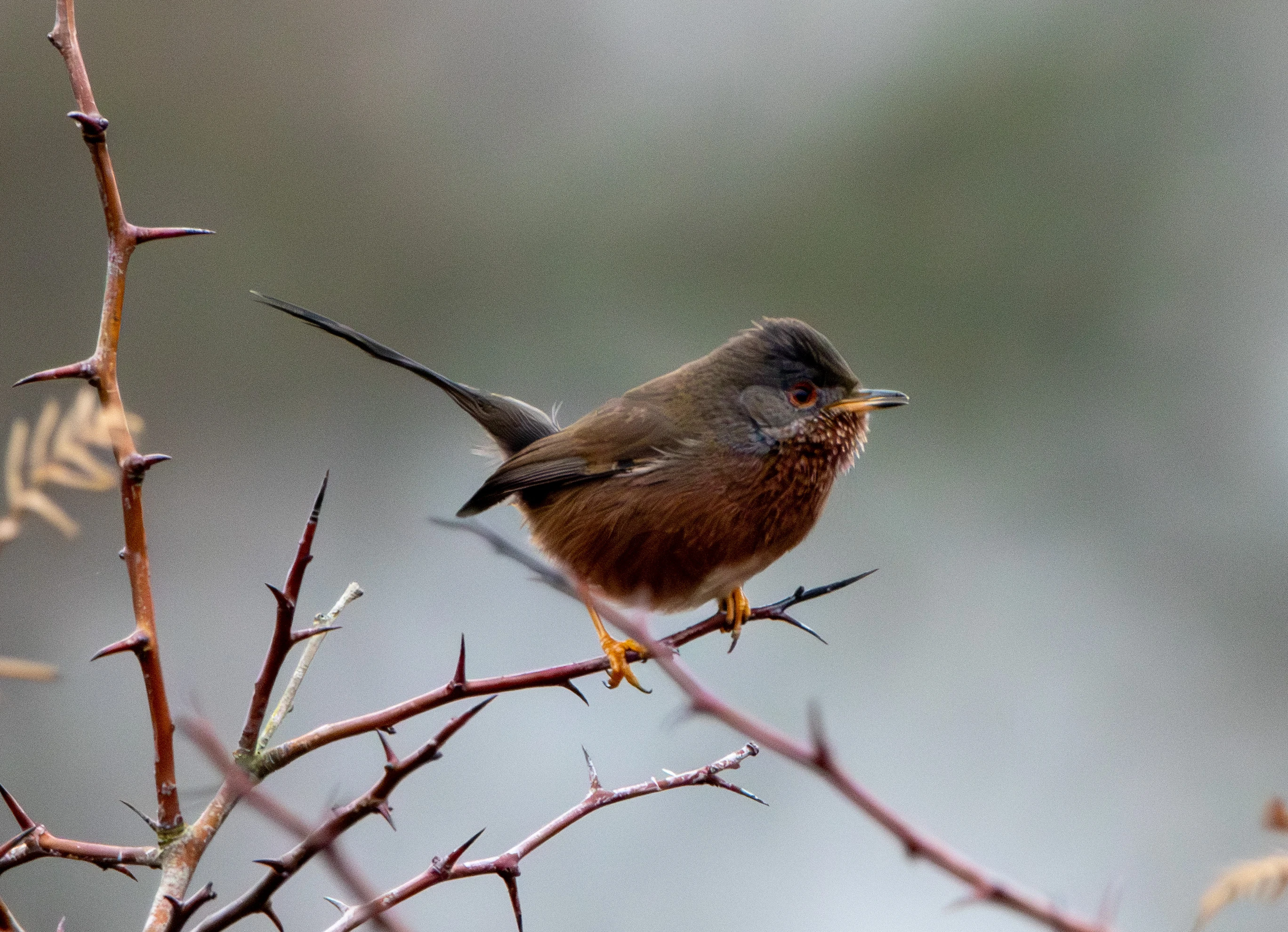 Dartford Warbler, Pig Bush, Hampshire, UK — photo by Adam Prugel-Bennett