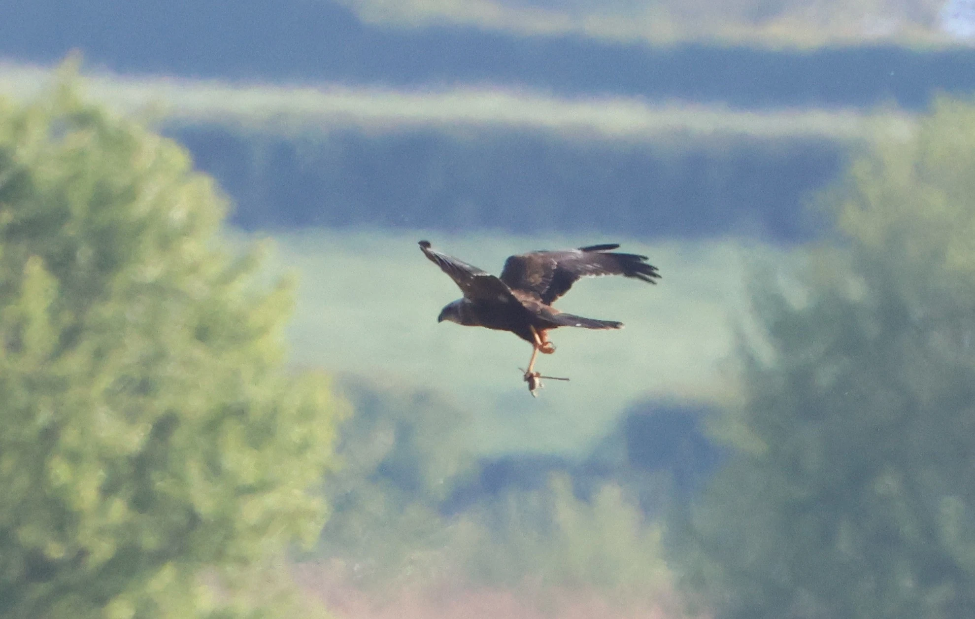 Marsh harrier, Ham Wall, Glastonbury, Somerset, UK — photo by Adam Prugel-Bennett