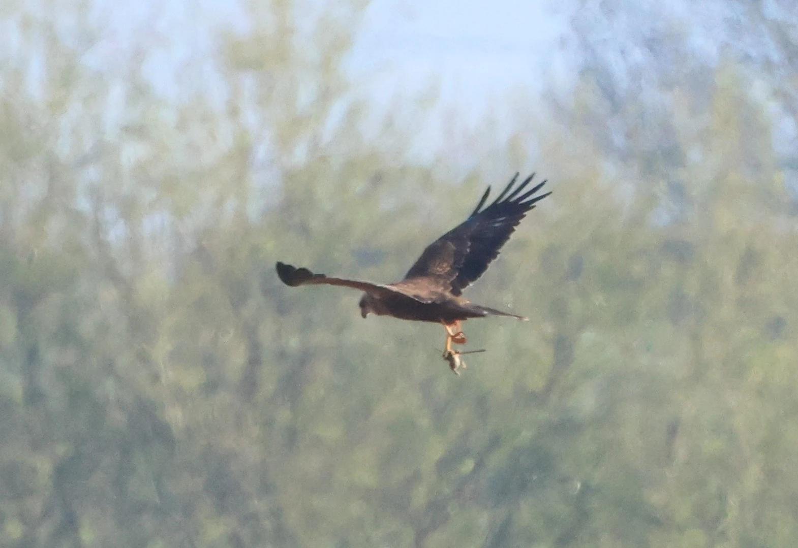 Marsh harrier, Ham Wall, Glastonbury, Somerset, UK — photo by Adam Prugel-Bennett
